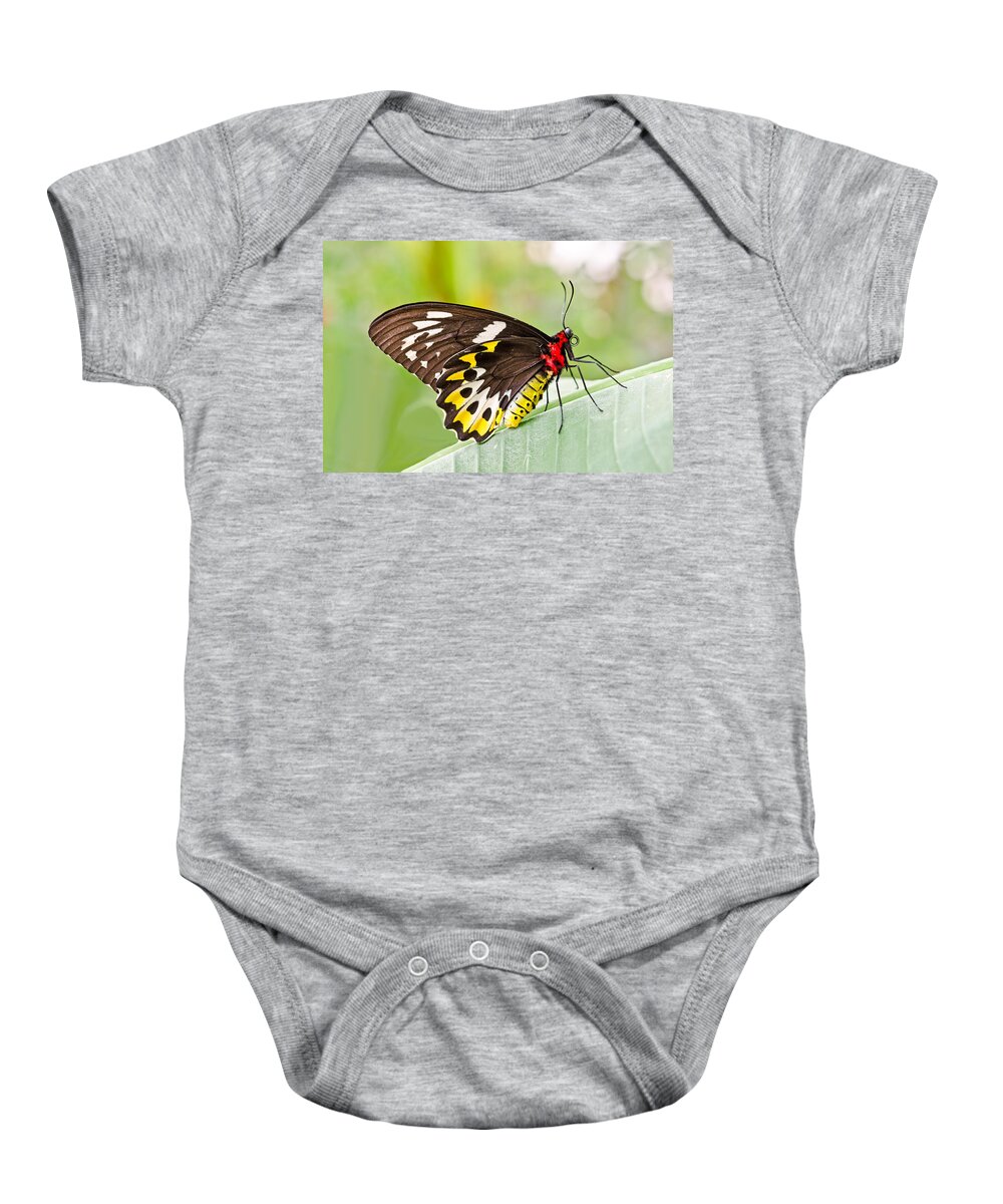 Cairns Birdwing Butterfly Baby Onesie featuring the photograph Female Cairns-Birdwing Butterfly by Chris Thaxter