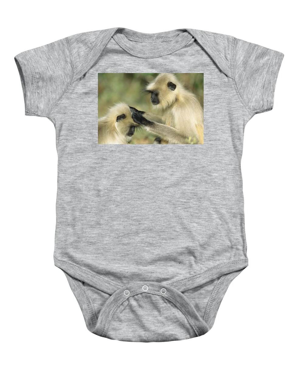 00620106 Baby Onesie featuring the photograph Hanuman Langurs Grooming India by Cyril Ruoso