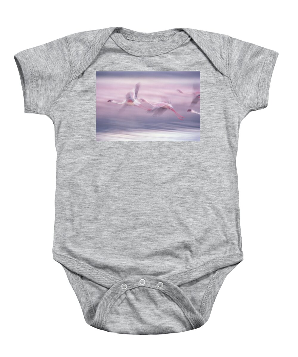 Mp Baby Onesie featuring the photograph Lesser Flamingo Phoenicopterus Minor by Gerry Ellis