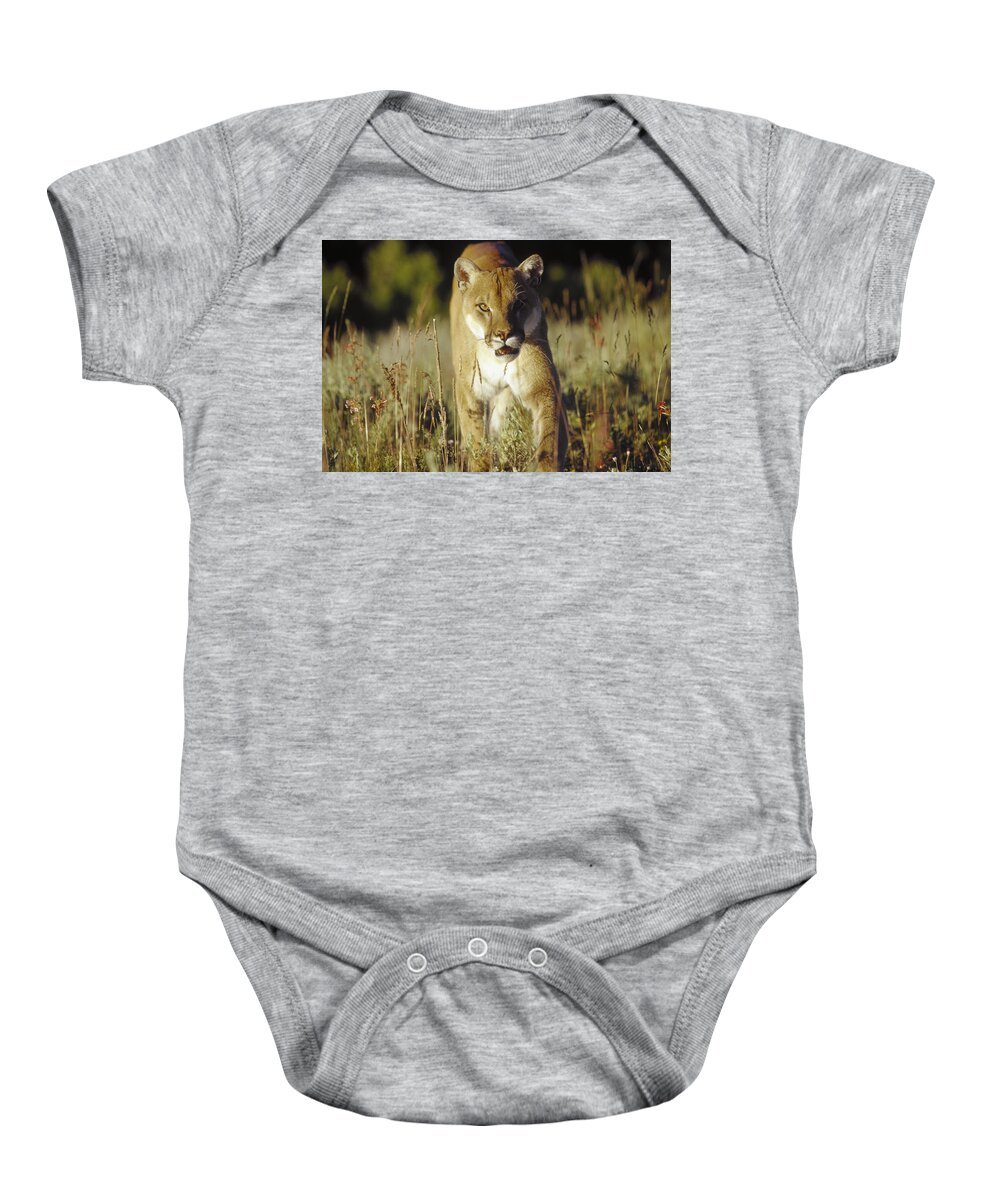 00173210 Baby Onesie featuring the photograph Mountain Lion Walking Through Tall by Tim Fitzharris