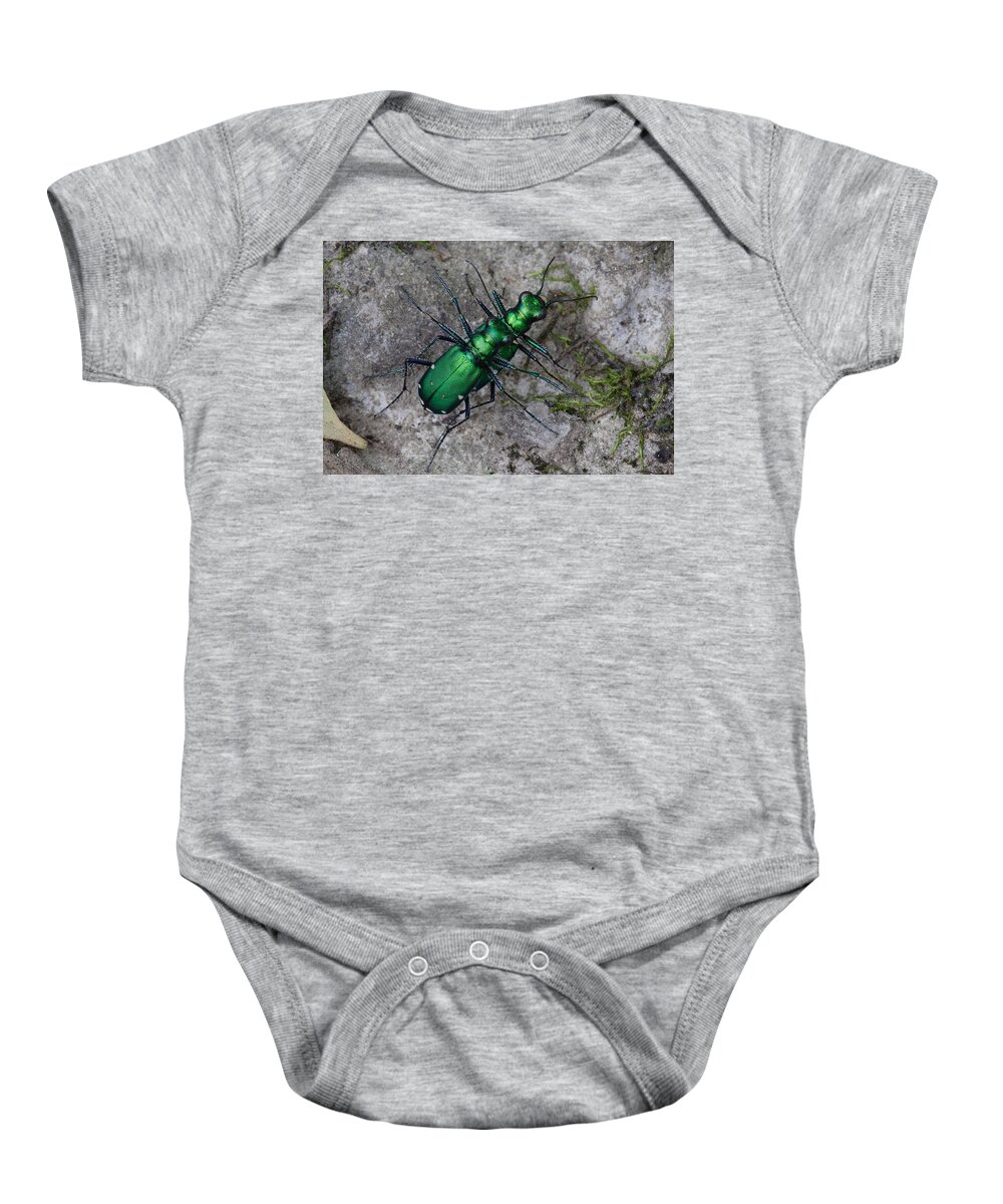 Cicindela Sexguttata Baby Onesie featuring the photograph Six-Spotted Tiger Beetles Copulating by Daniel Reed