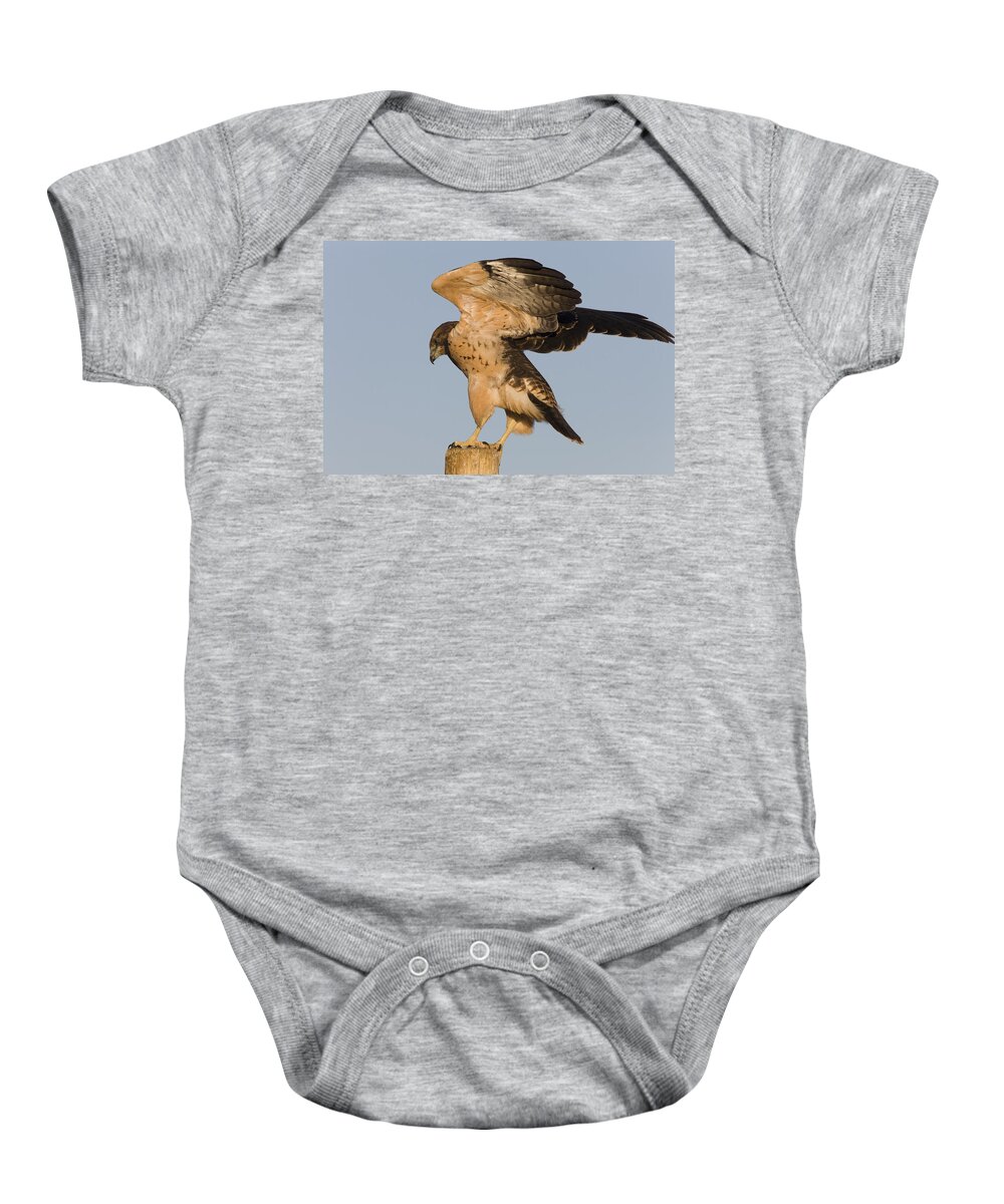 Hawk Baby Onesie featuring the photograph Swainson Hawk on Post by Mark Duffy