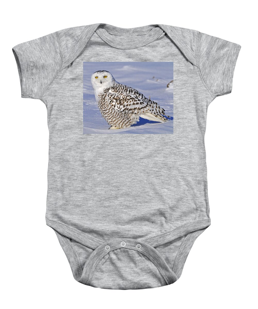 Snowy Owl Baby Onesie featuring the photograph Young Snowy Owl by Tony Beck