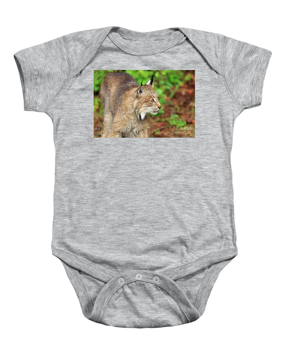 Canada Lynx Baby Onesie featuring the photograph Canada Lynx #2 by Louise Heusinkveld