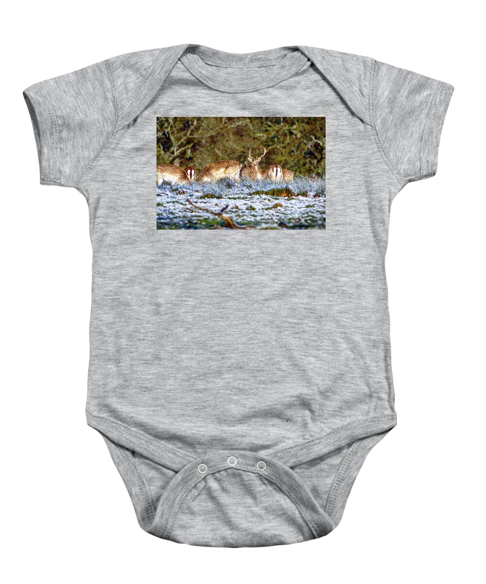 Animal Baby Onesie featuring the photograph Fallow Deer in England #2 by Chris Smith