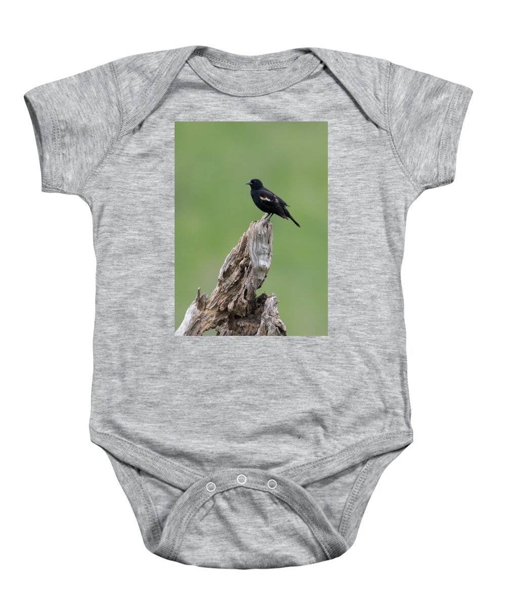 Red-winged Blackbird Baby Onesie featuring the photograph Red-Winged Blackbird #3 by Holden The Moment