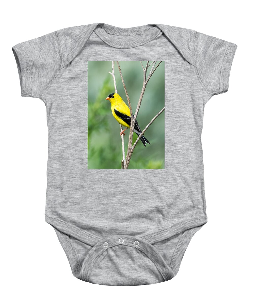 American Goldfinch Baby Onesie featuring the photograph American Goldfinch  by Holden The Moment