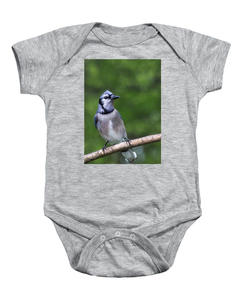 Spring Baby Onesie featuring the photograph Blue Jay on Alert by John Benedict