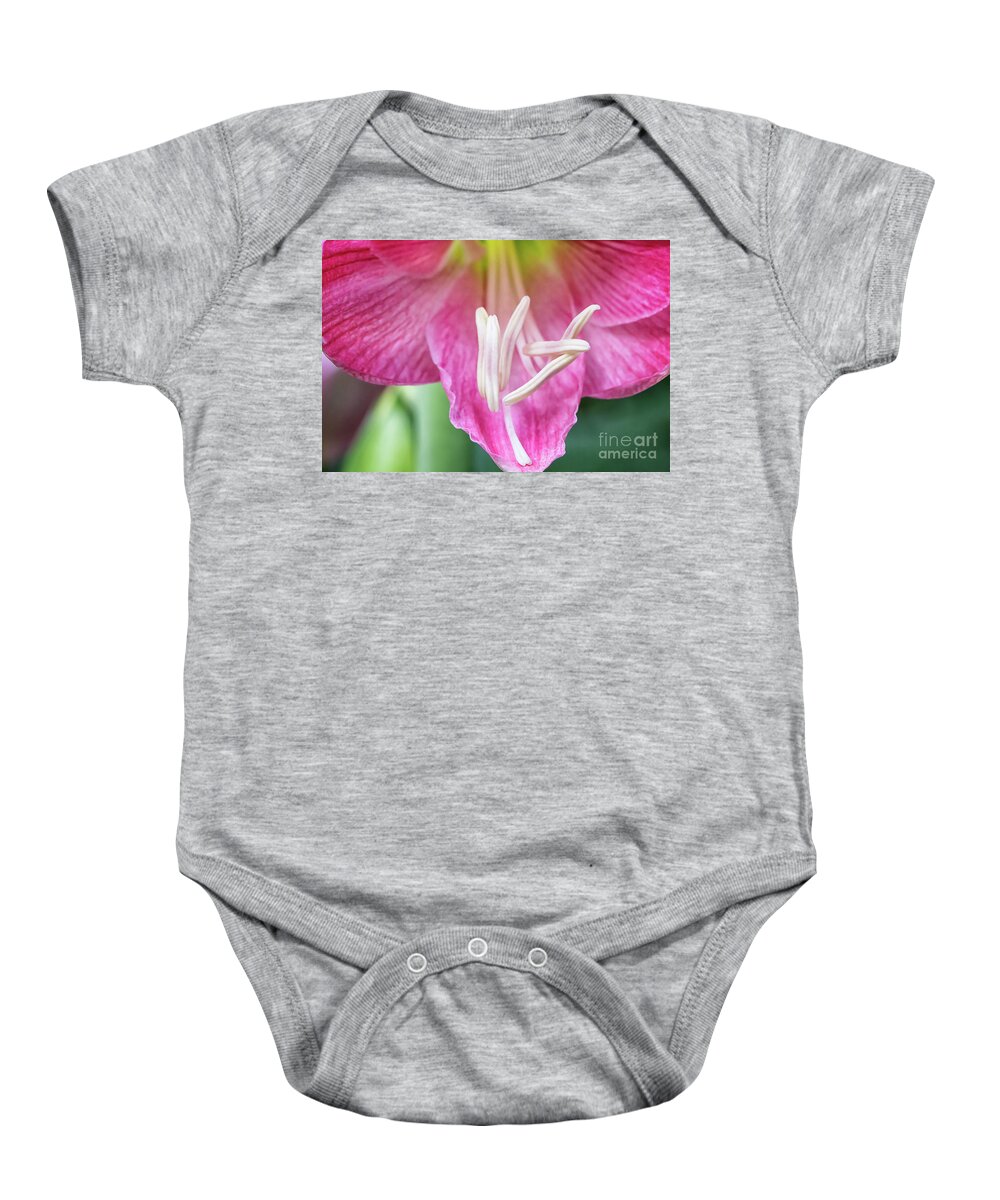 Candy Floss Amaryllis Baby Onesie featuring the photograph Candy Floss Amaryllis by Elizabeth Dow