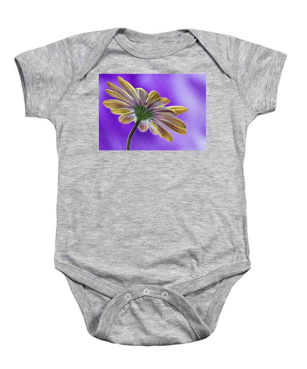 Bloom Baby Onesie featuring the photograph Cape Daisy by Shirley Mitchell