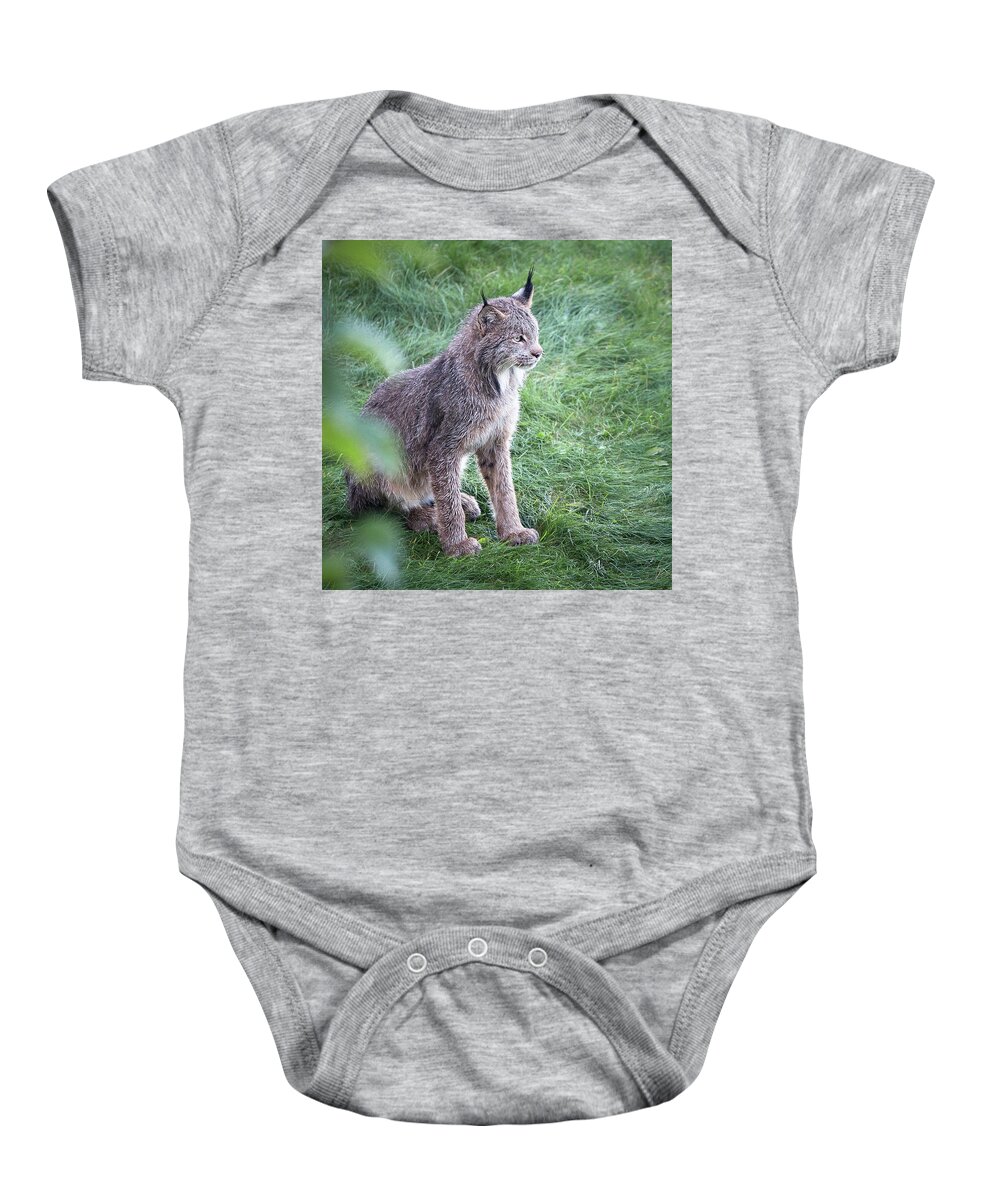 Lynx Baby Onesie featuring the photograph Champion Mama Lynx by Tim Newton