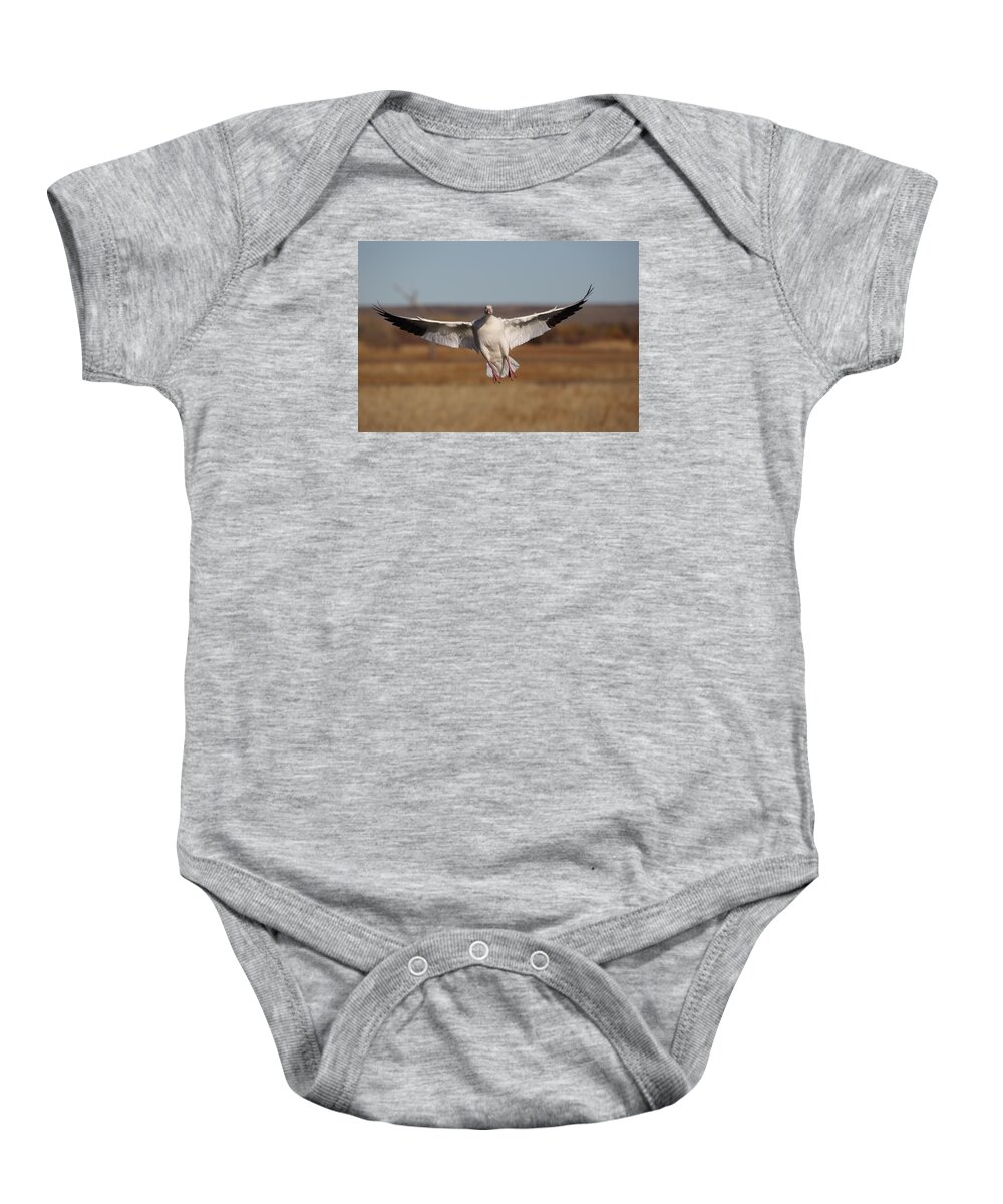 Chen Caerulescens Baby Onesie featuring the photograph Coming In by Jean Clark