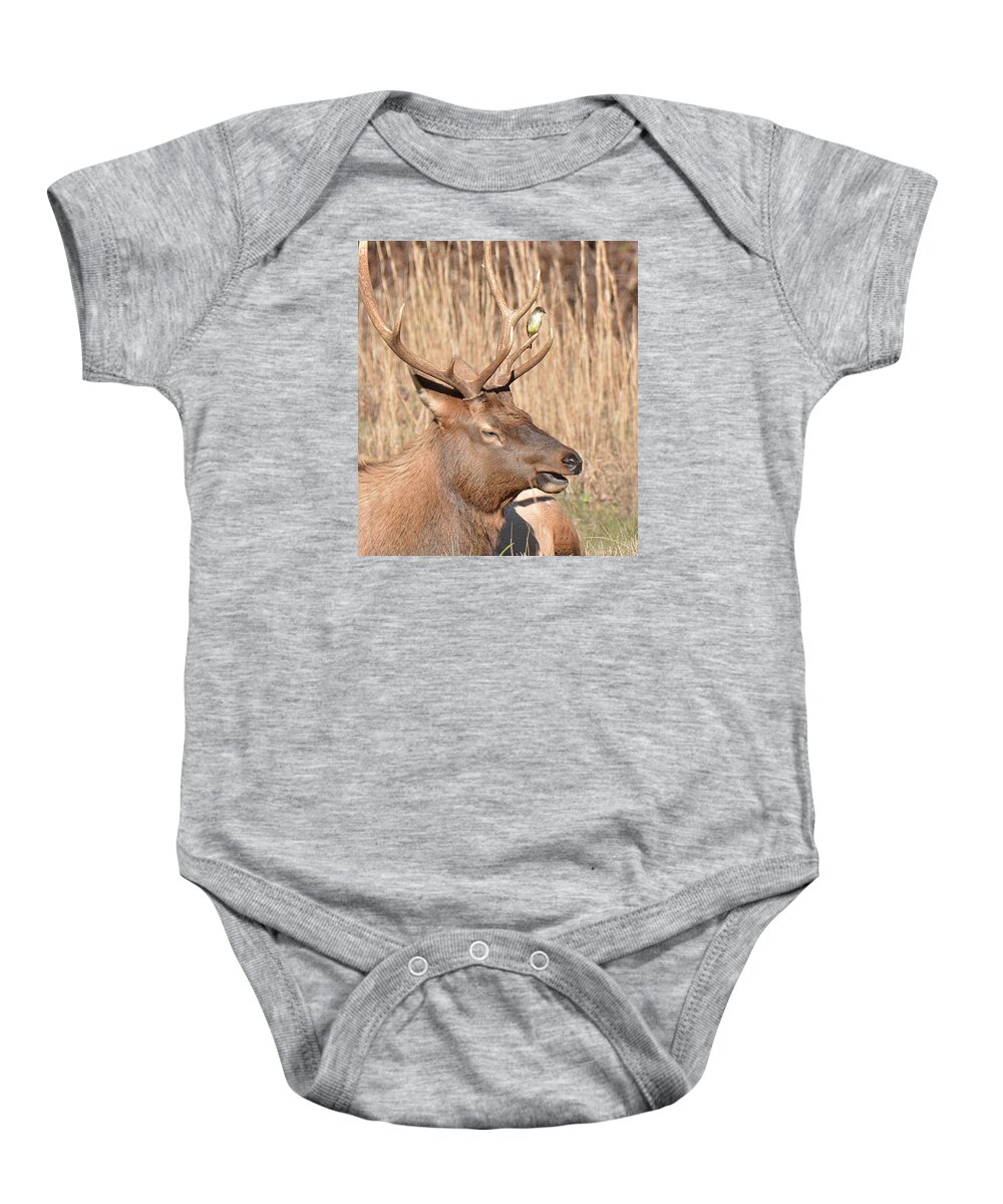 Elk Baby Onesie featuring the photograph Creatures Great and Small by Alan Lenk