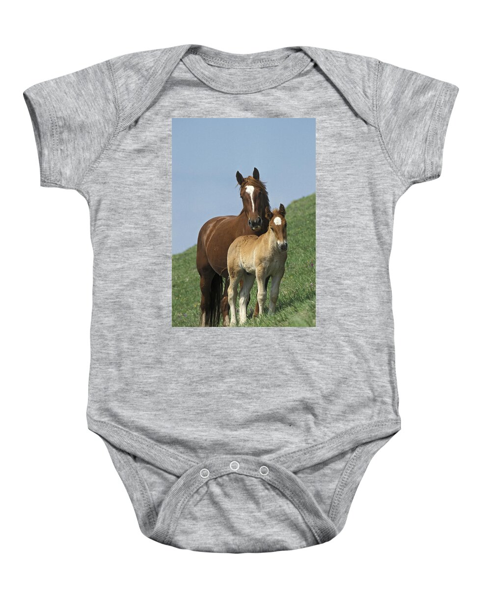 00198154 Baby Onesie featuring the photograph Domestic Horse Equus Caballus Mare by Konrad Wothe