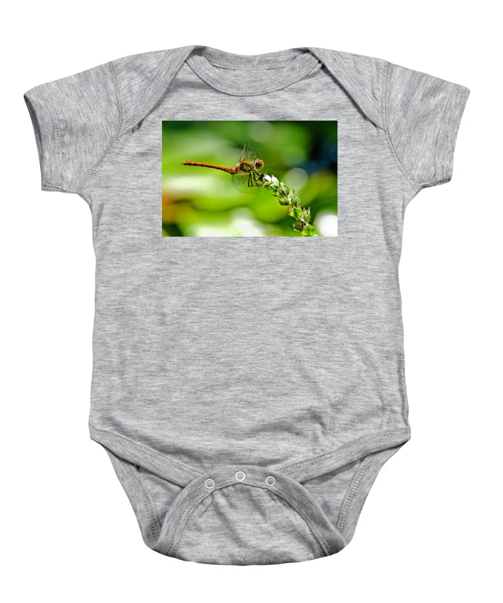 Dragonfly Baby Onesie featuring the photograph Dragonfly sitting on flower by Wolfgang Stocker