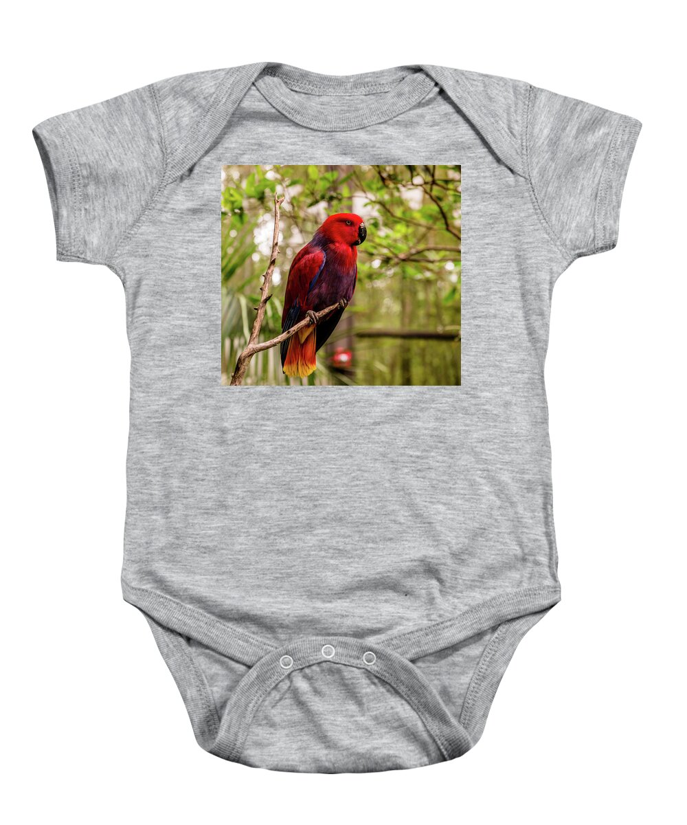 Eclectus Parrot Baby Onesie featuring the photograph Eclectus Parrot by Cynthia Wolfe