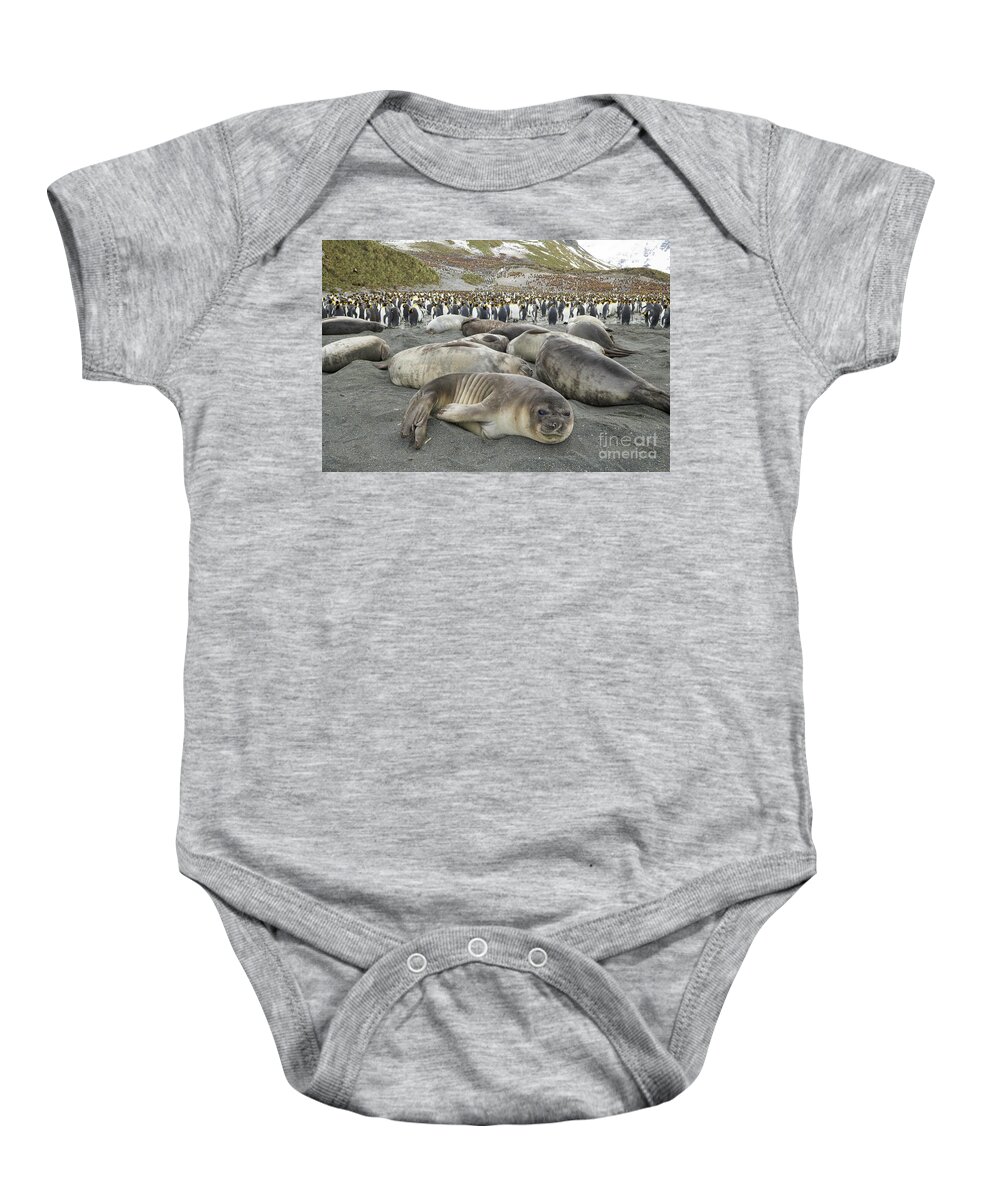 00345986 Baby Onesie featuring the photograph Elephant Seal Weaner Pups by Yva Momatiuk John Eastcott