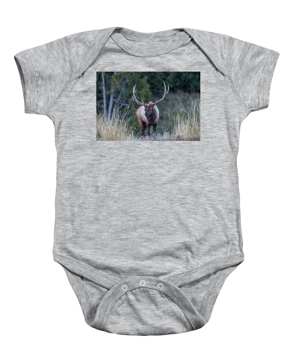 Elk Baby Onesie featuring the photograph Elk walking by Paul Freidlund