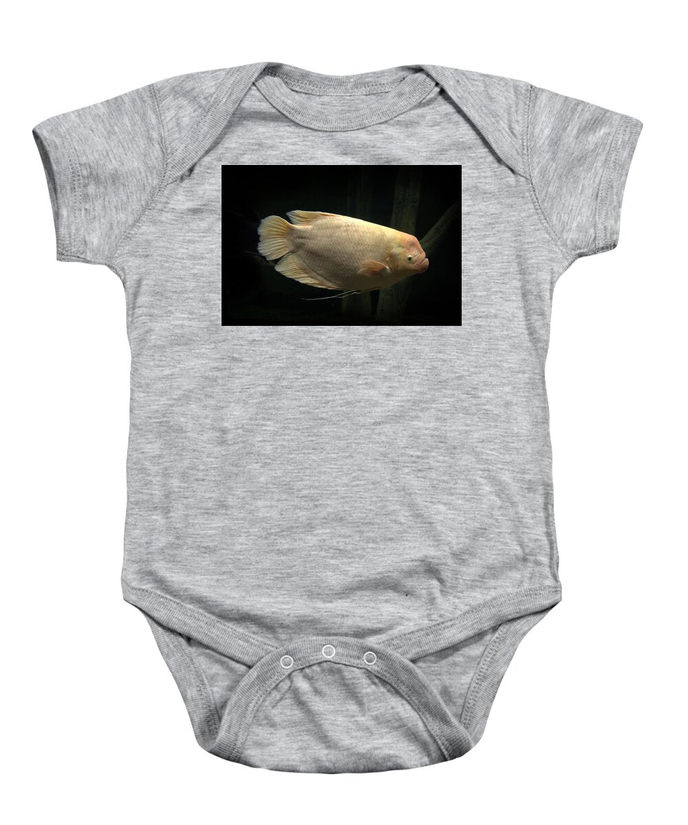 Fish Baby Onesie featuring the photograph Giant gourami Osphronemus goramy by Nathan Abbott