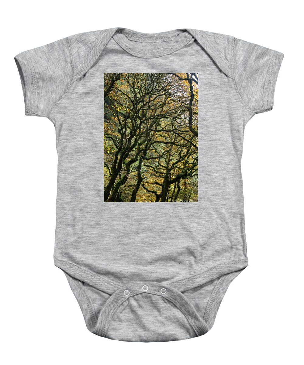 Oak Trees Baby Onesie featuring the photograph Golden Oaks by Andy Myatt