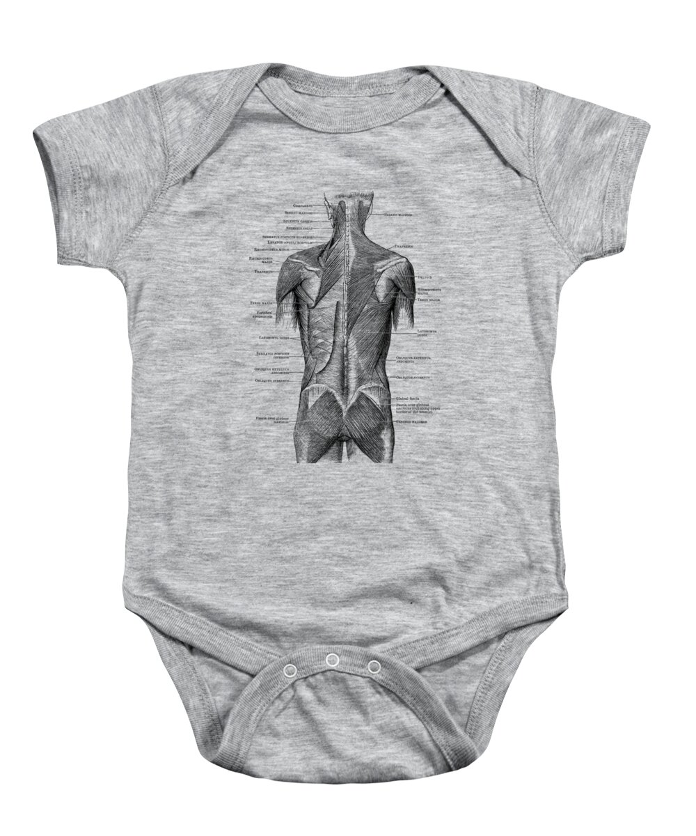 Glutes Baby Onesie featuring the drawing Human Muscular System - Back and Glutes by Vintage Anatomy Prints