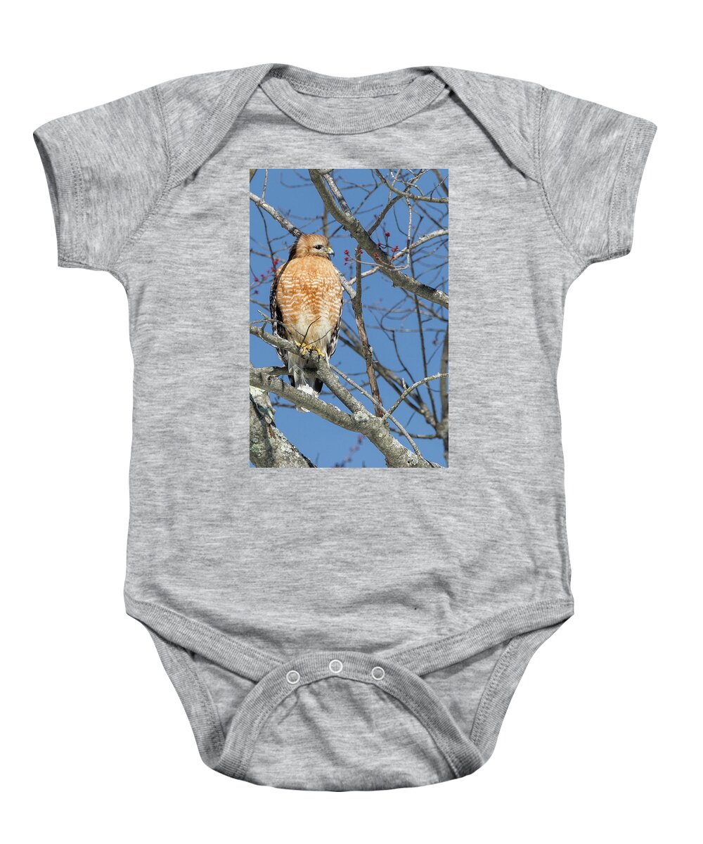 Red Shouldered Hawk Baby Onesie featuring the photograph Hunting by Bill Wakeley