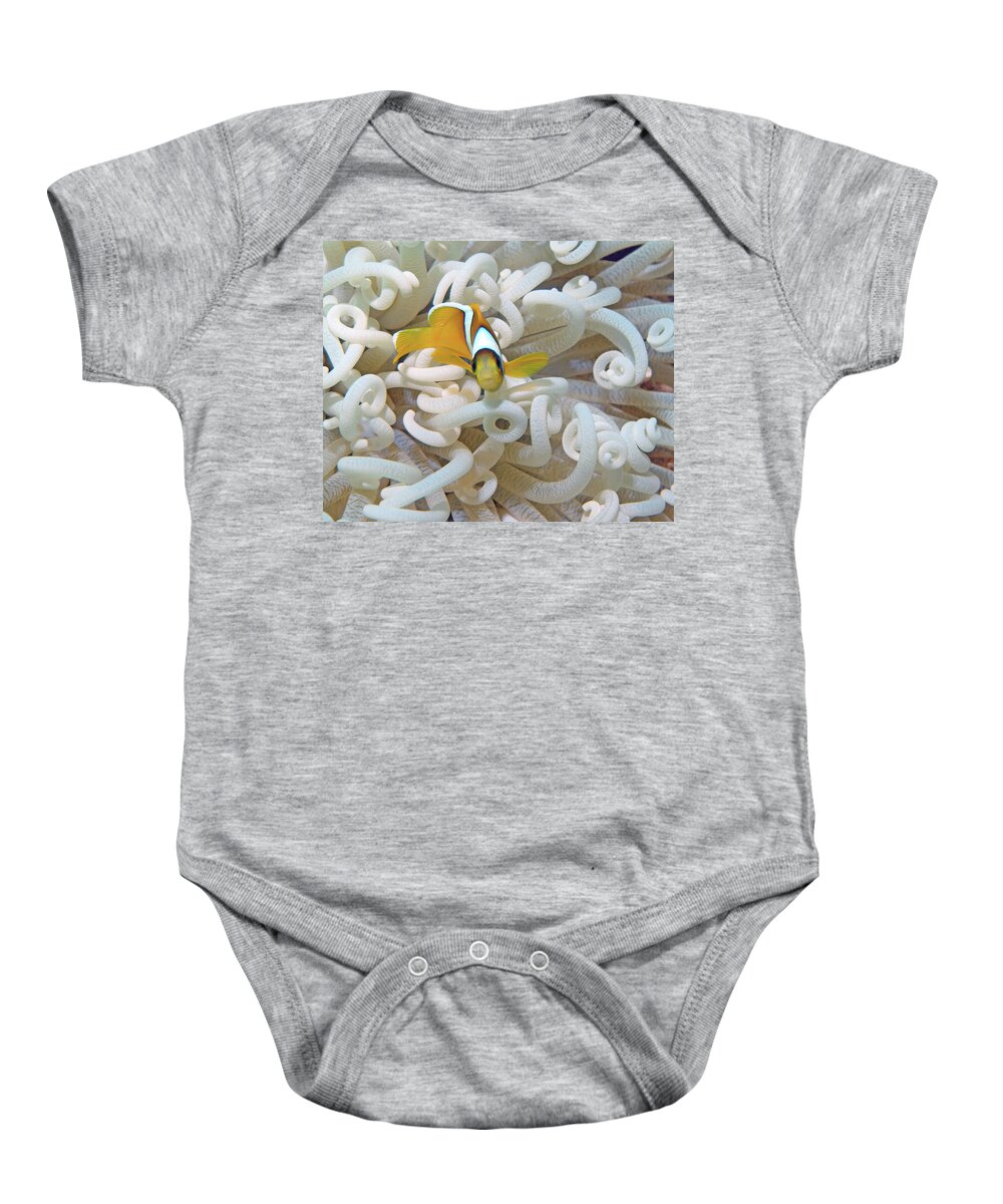Red Sea Clownfish Baby Onesie featuring the photograph Juvenile Red Sea Clownfish, Eilat, Israel 3 by Pauline Walsh Jacobson