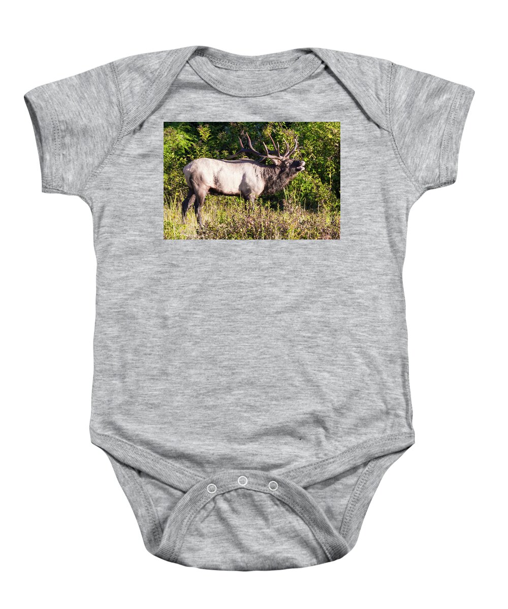 Bull Baby Onesie featuring the photograph Large Bull Elk Bugling by D K Wall