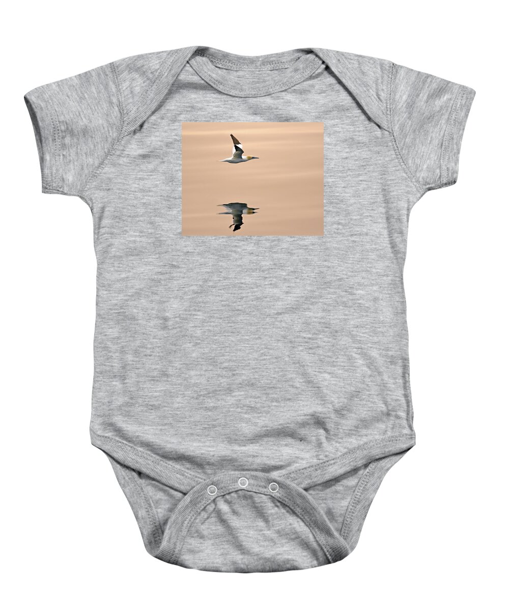 Northern Gannet Baby Onesie featuring the photograph Late Arrival by Tony Beck