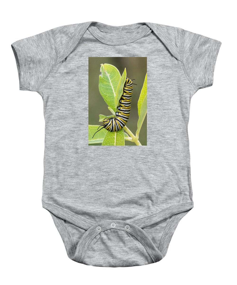 Monarch Butterfly Baby Onesie featuring the photograph Late Season Monarch by Jim Zablotny