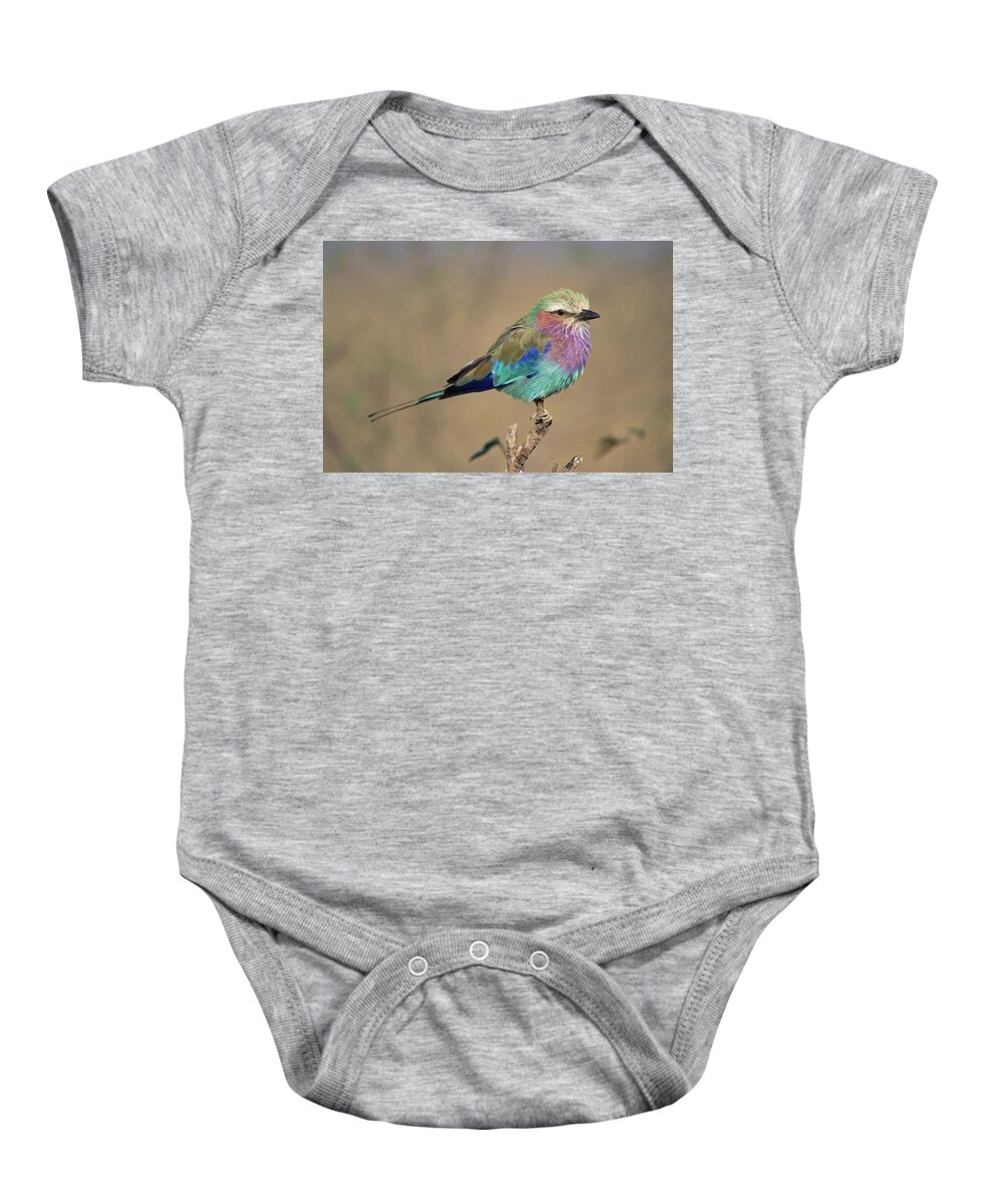 Mp Baby Onesie featuring the photograph Lilac-breasted Roller Coracias Caudata by Gerry Ellis