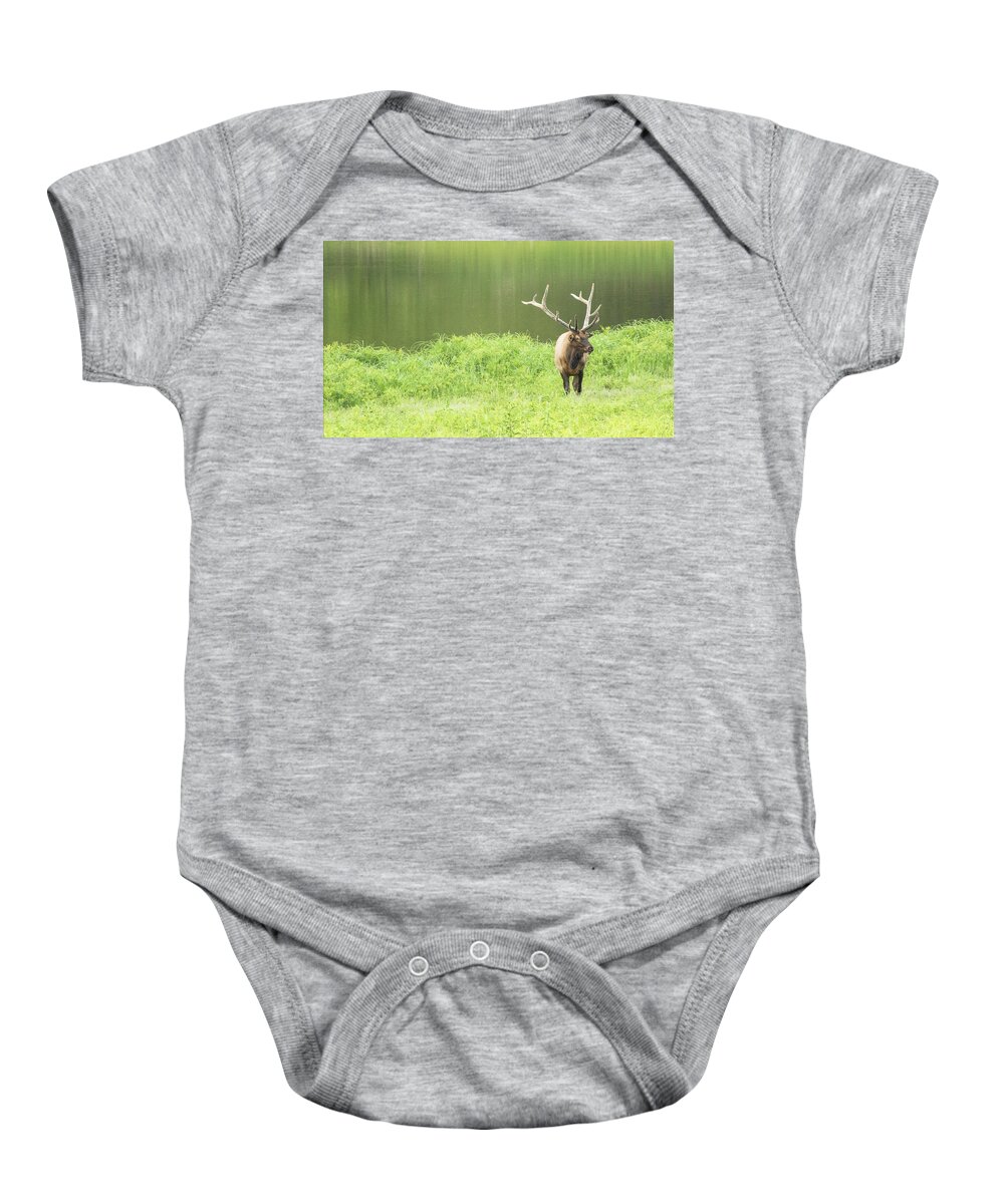 Elk Baby Onesie featuring the photograph Lone Elk by Holly Ross