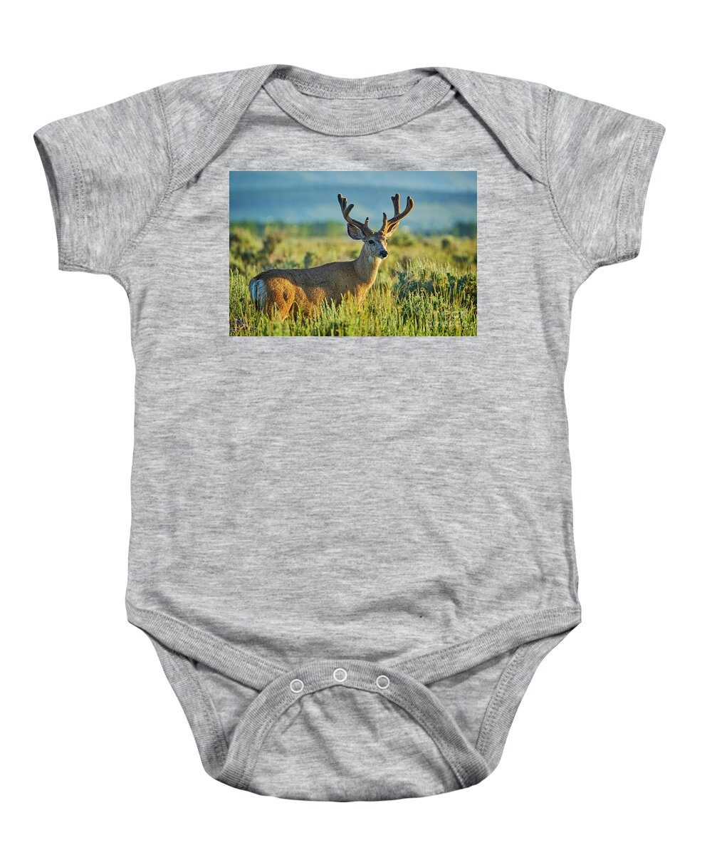 Jackson Baby Onesie featuring the photograph Mule Deer summer velvet sunrise Tetons by Matt Suess