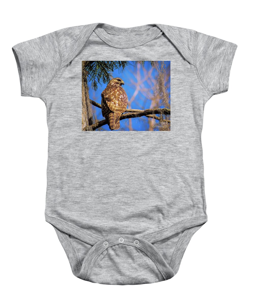 Nature Baby Onesie featuring the photograph Okefenokee Swamp Red-Tailed Hawk - Buteo Jamaicensis by DB Hayes