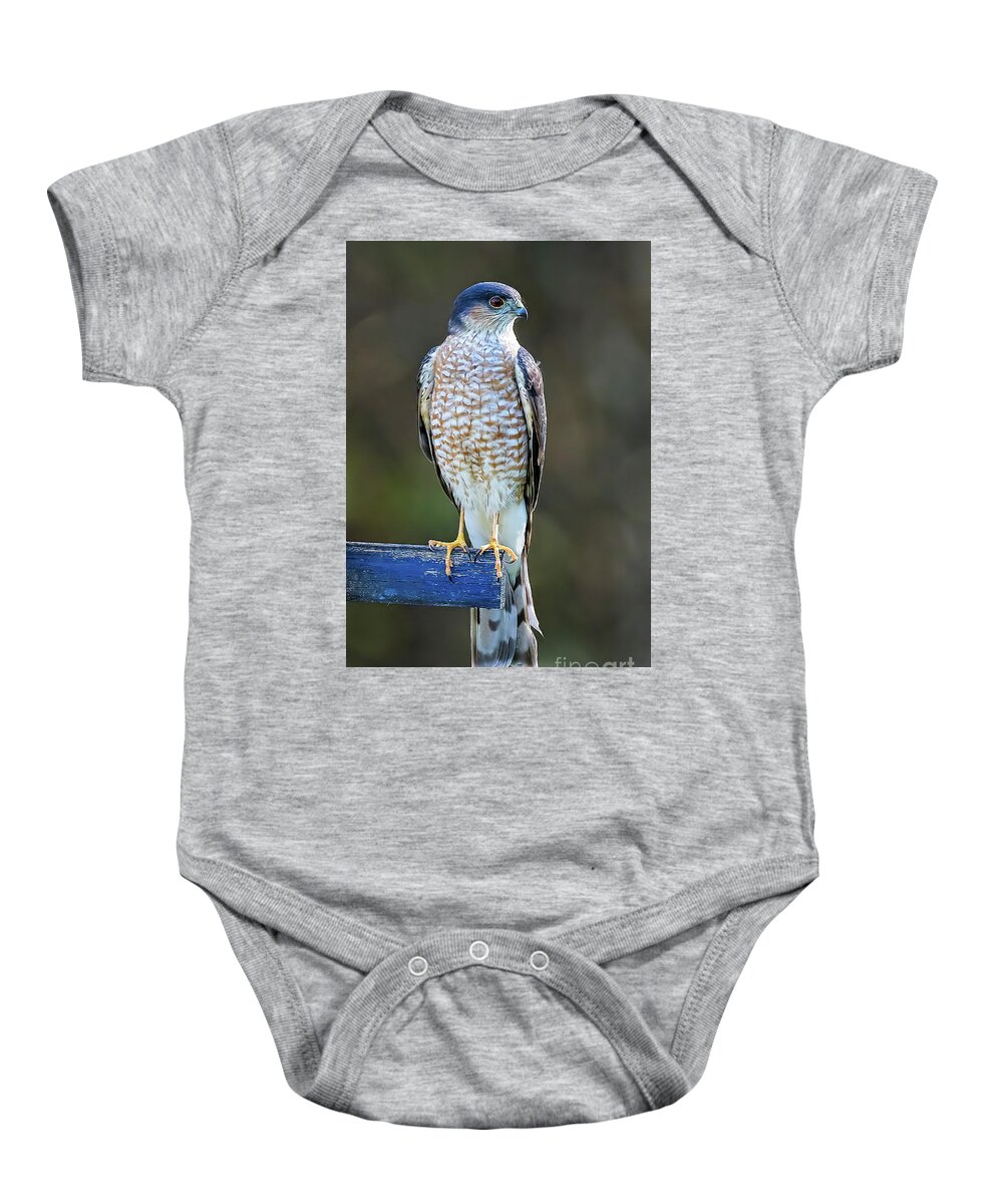 Hawks Baby Onesie featuring the photograph Sharp-Shinned Hawk by DB Hayes