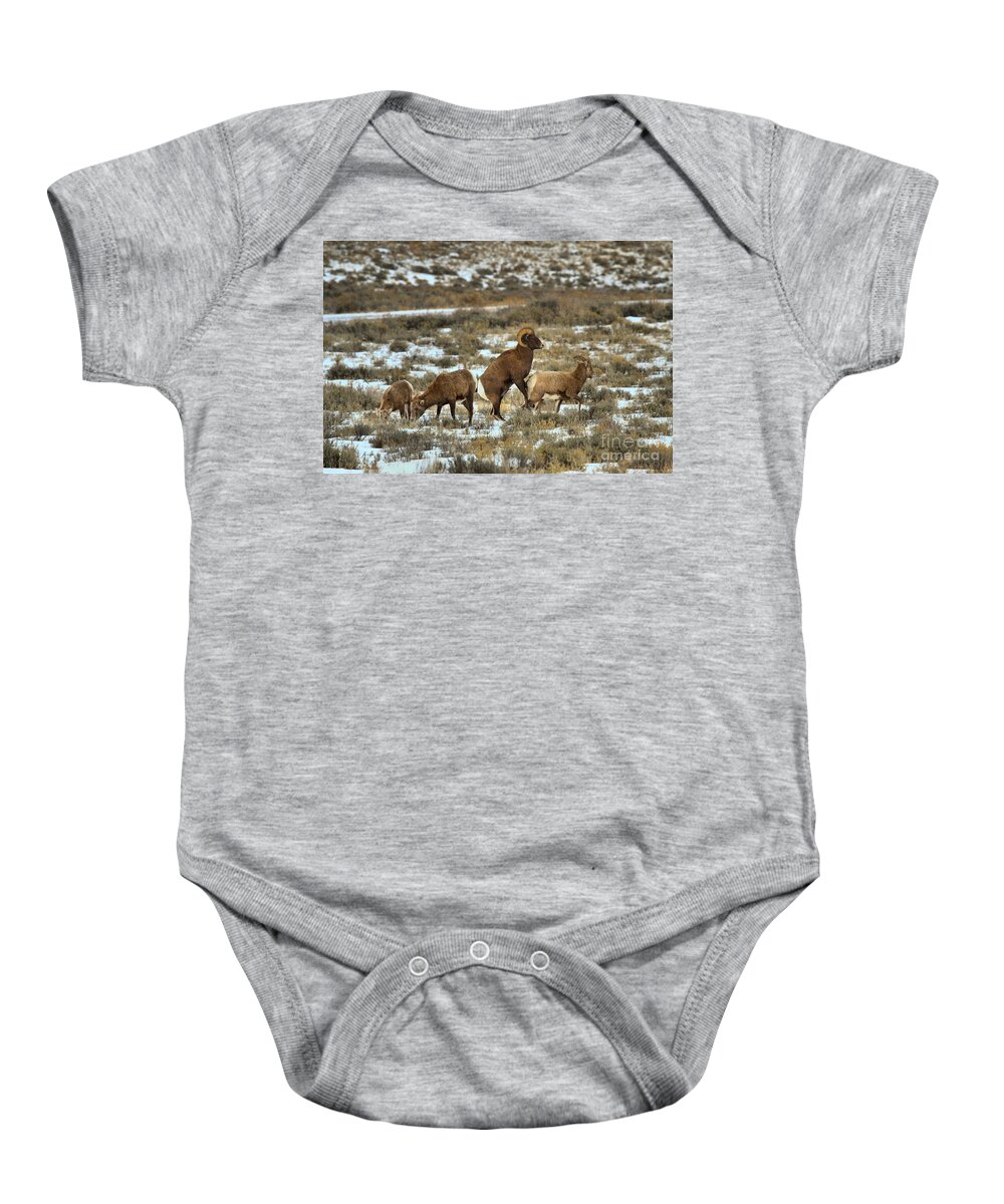 Bighorns Baby Onesie featuring the photograph Preparing To Mount by Adam Jewell