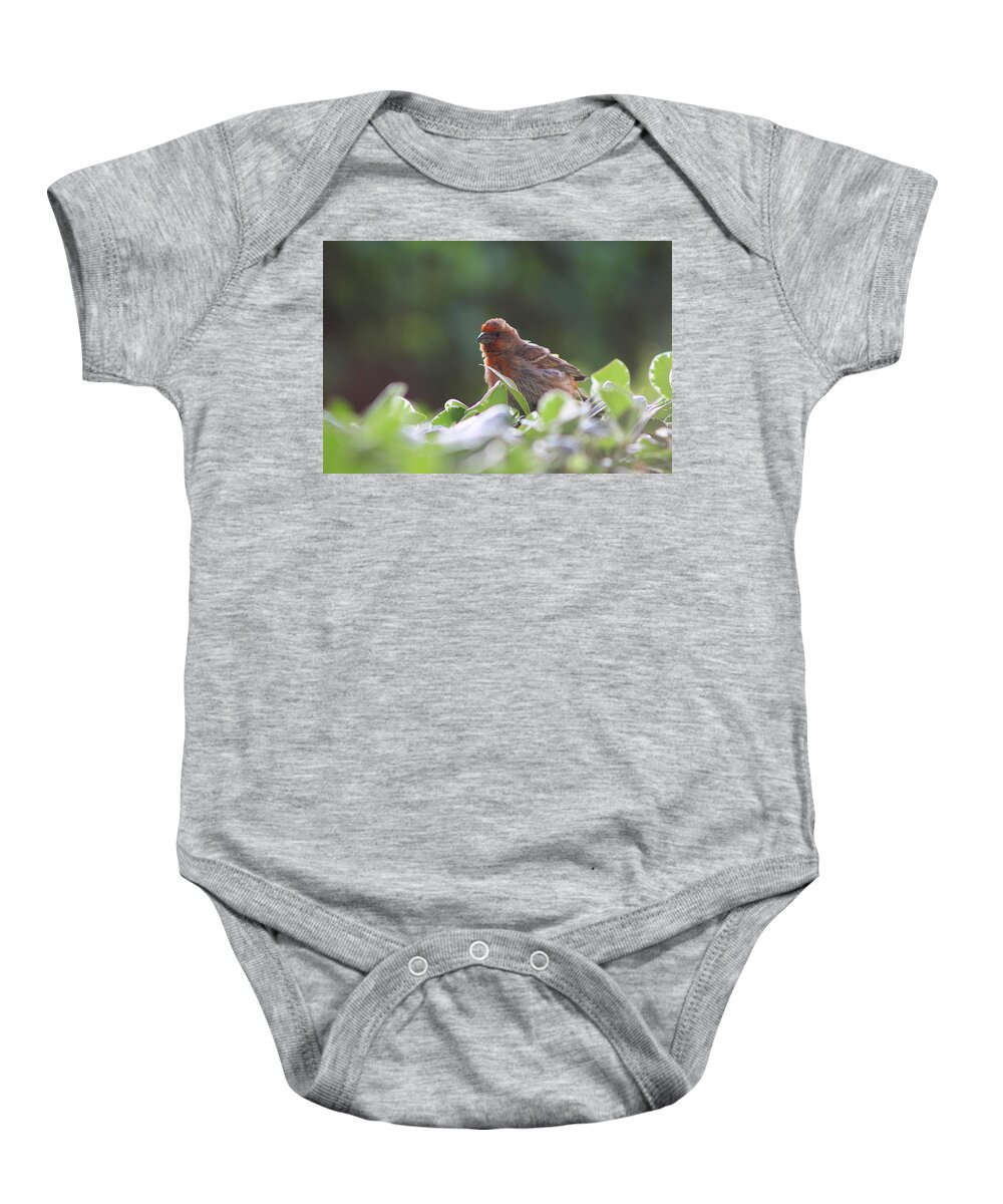 Red House Finch Baby Onesie featuring the photograph Puffed up Red House Finch by Colleen Cornelius