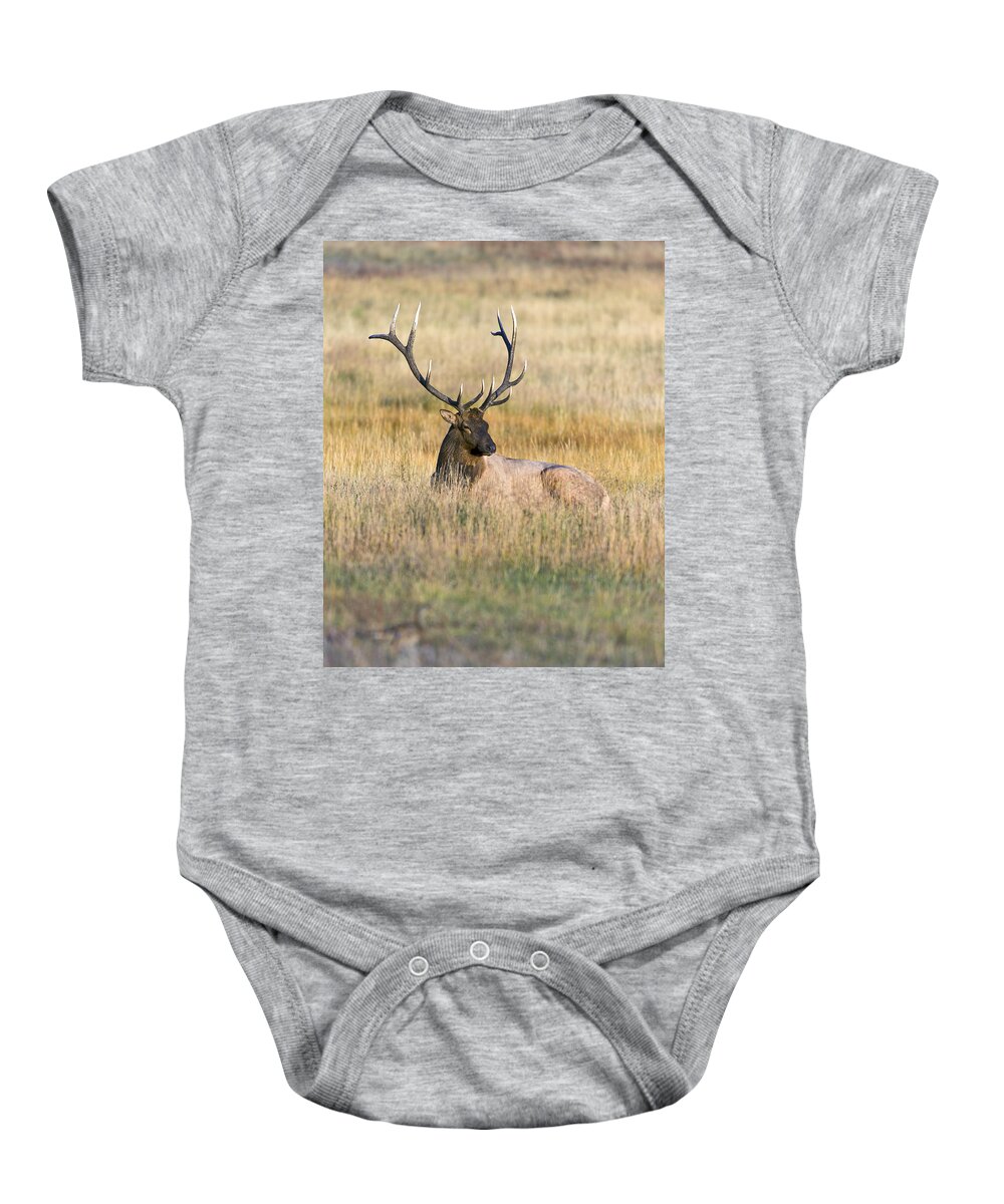 Bull Baby Onesie featuring the photograph Rocky Mountain Bull Elk laying down by Gary Langley