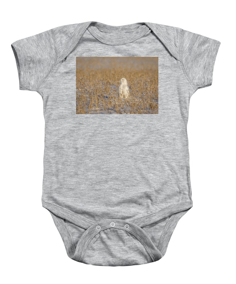 Snowy Owl (bubo Scandiacus) Baby Onesie featuring the photograph Snowy Owl 2016-5 by Thomas Young