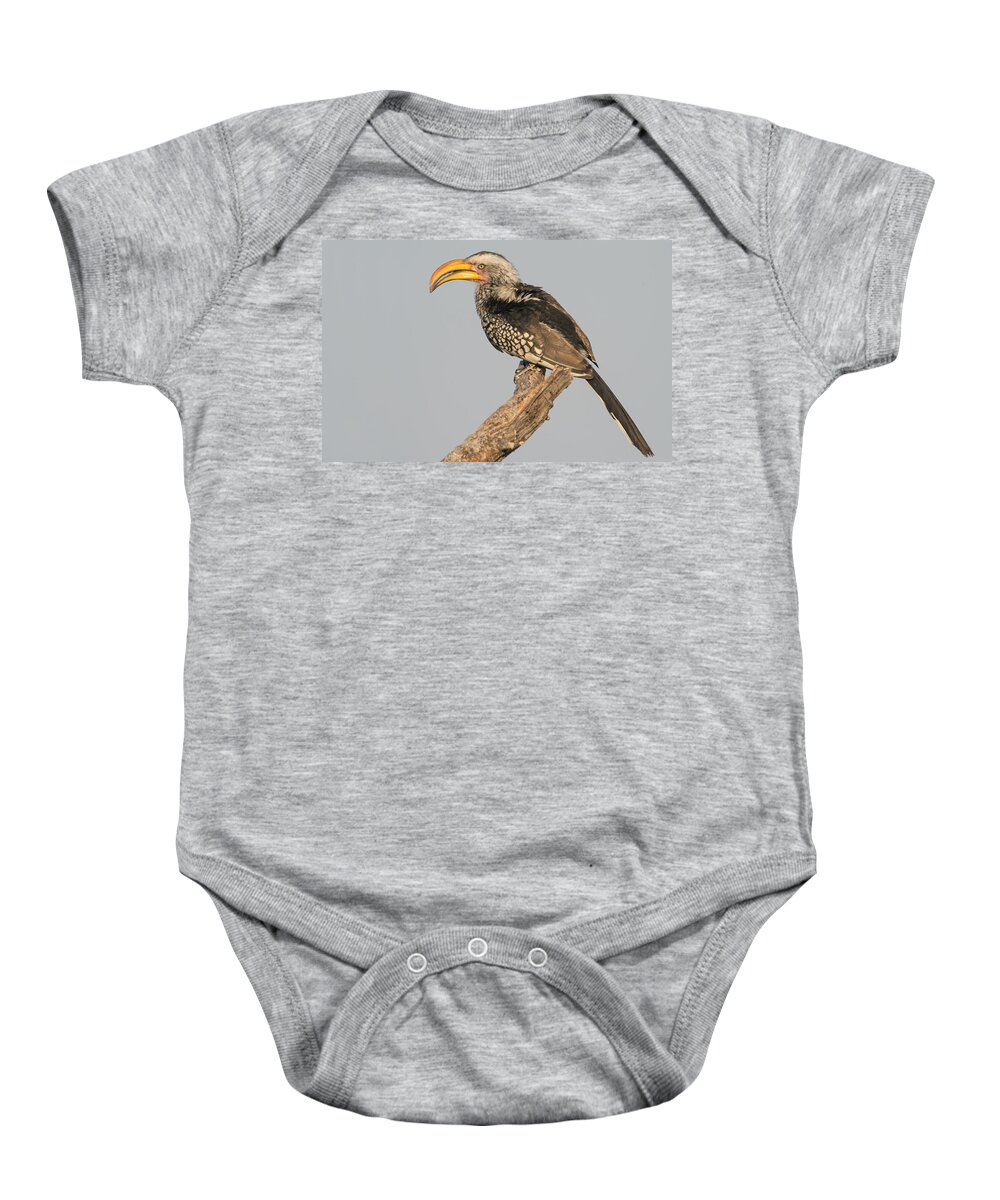 Photography Baby Onesie featuring the photograph Southern Yellow-billed Hornbill Tockus by Panoramic Images