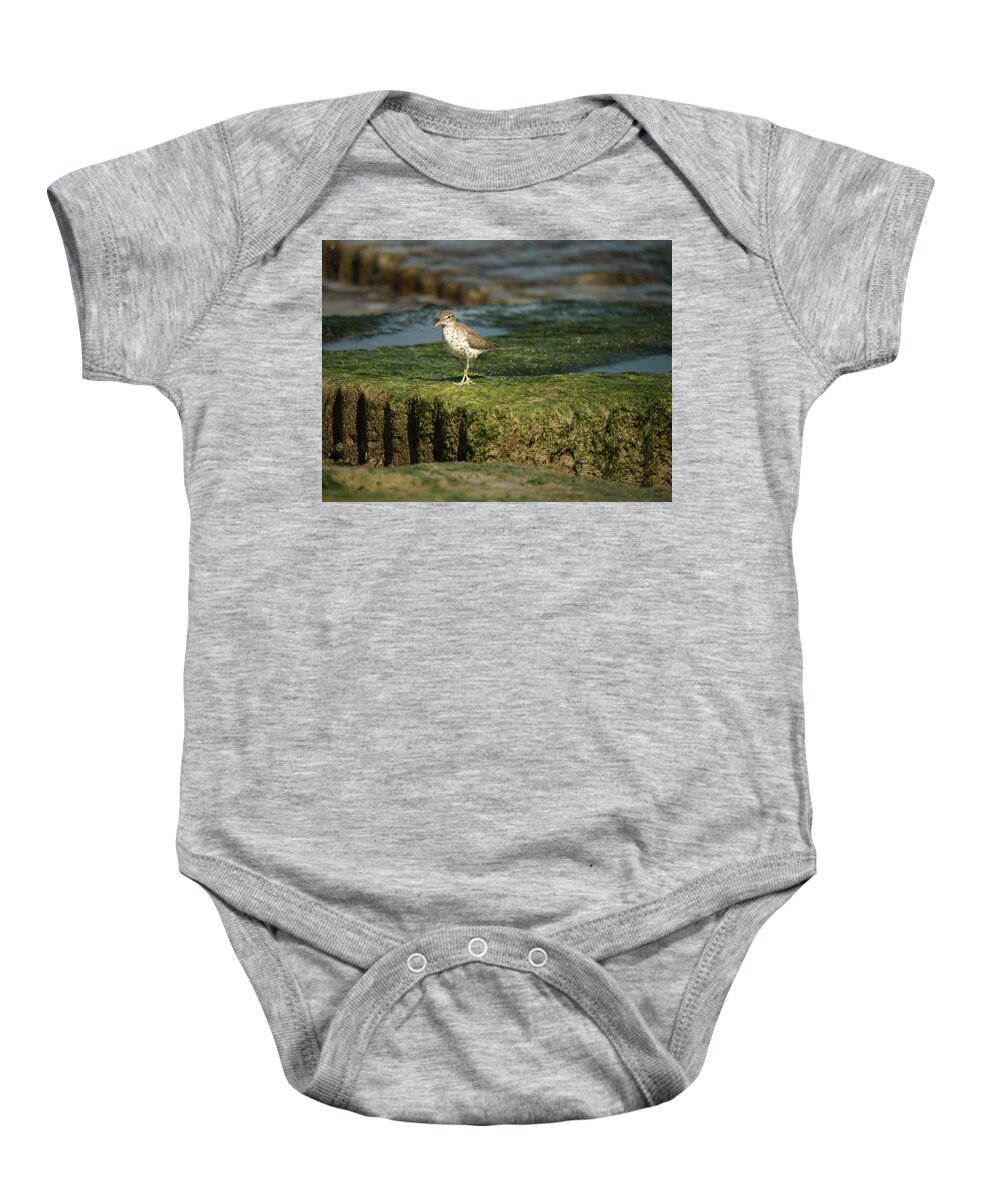 Sandpiper Baby Onesie featuring the photograph Spotted Sandpiper by Jerry Connally