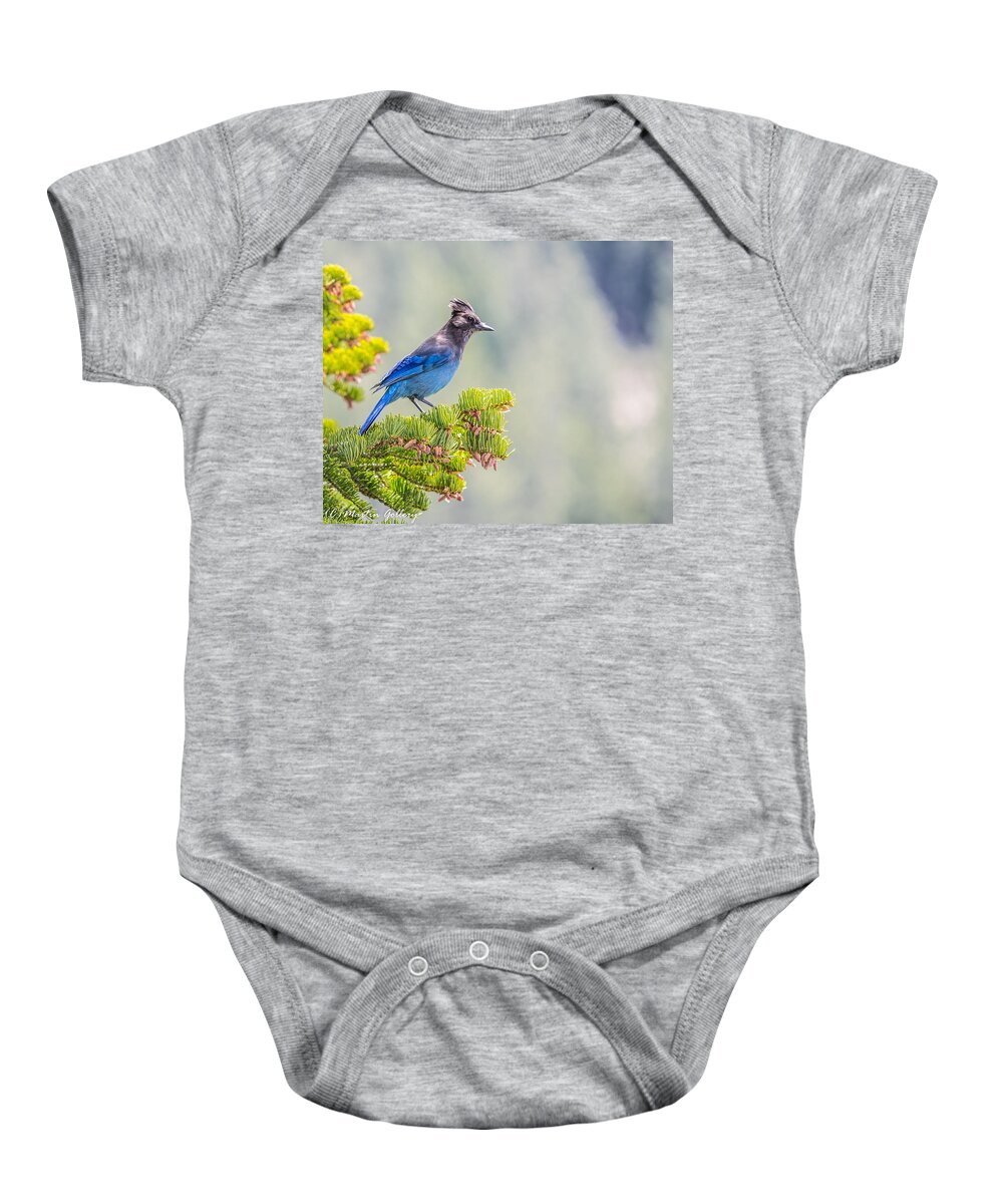 Stellars Jay Tahoe Bird Blue Baby Onesie featuring the photograph Stellers Jay by Martin Gollery
