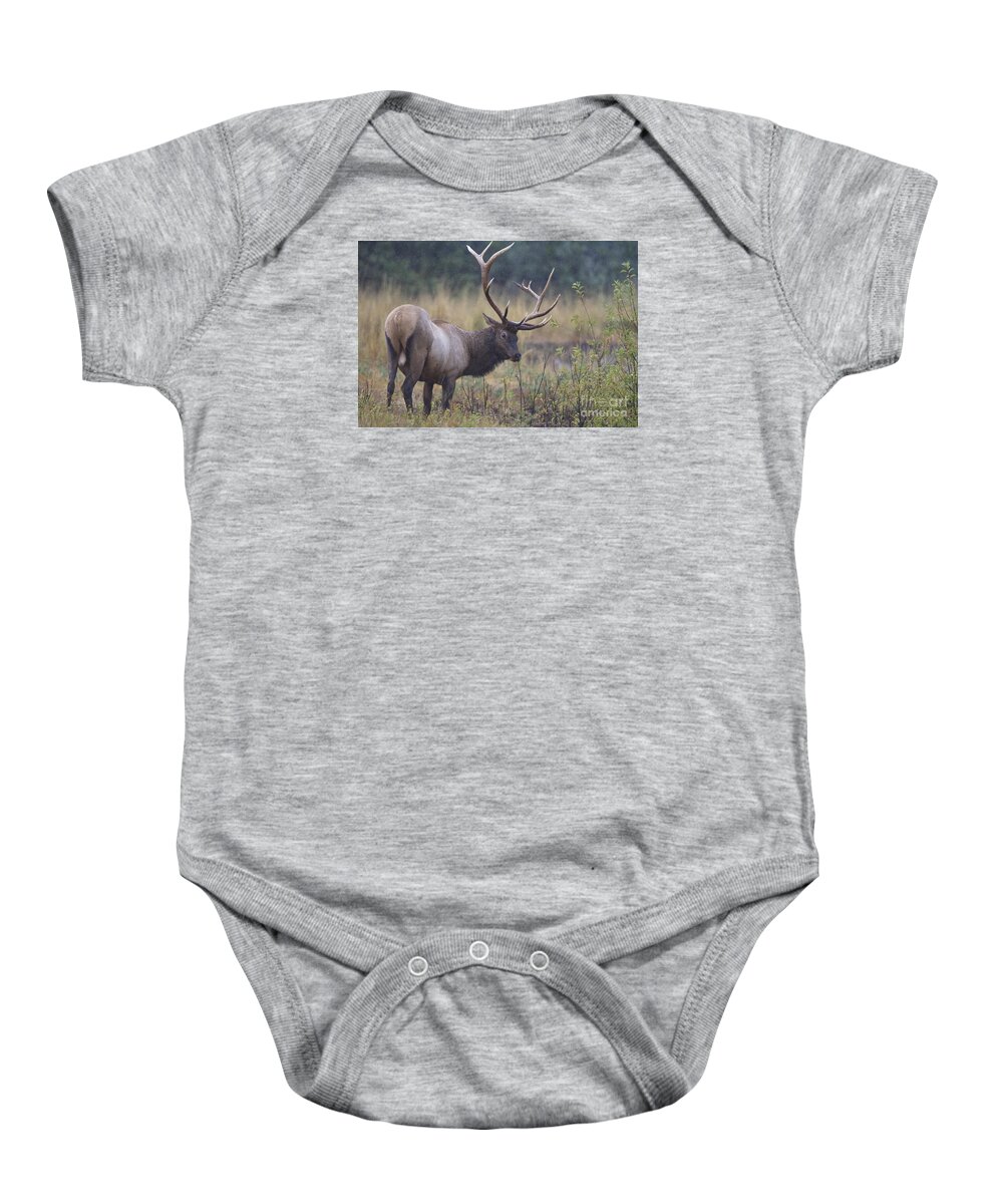 Elk Baby Onesie featuring the photograph Stink Eye by Douglas Kikendall
