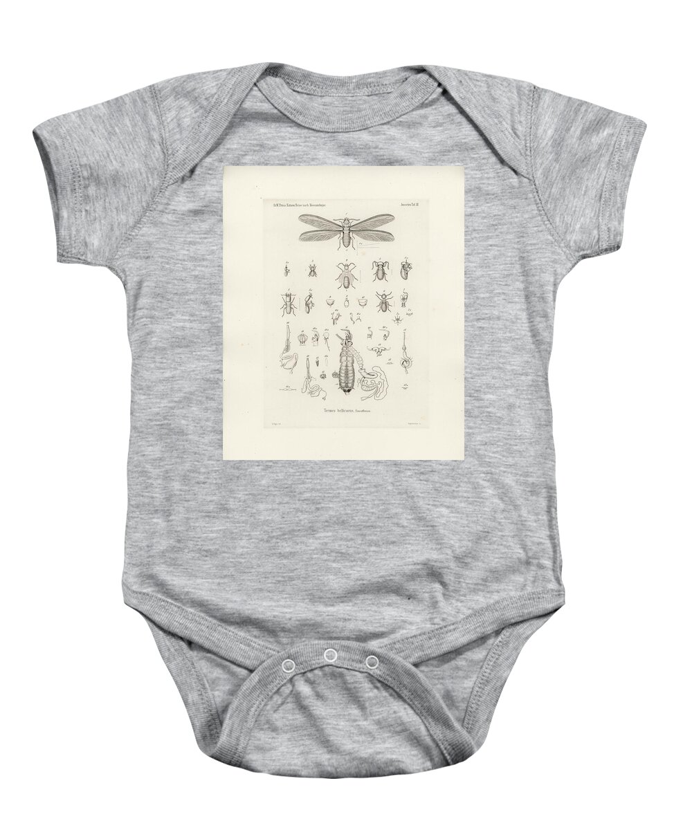 Insects Baby Onesie featuring the drawing Termites, Macrotermes bellicosus by H Hagen