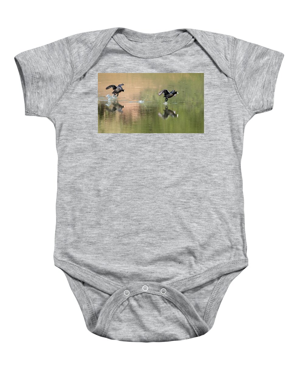 Coots Baby Onesie featuring the photograph The Race is On by Tam Ryan