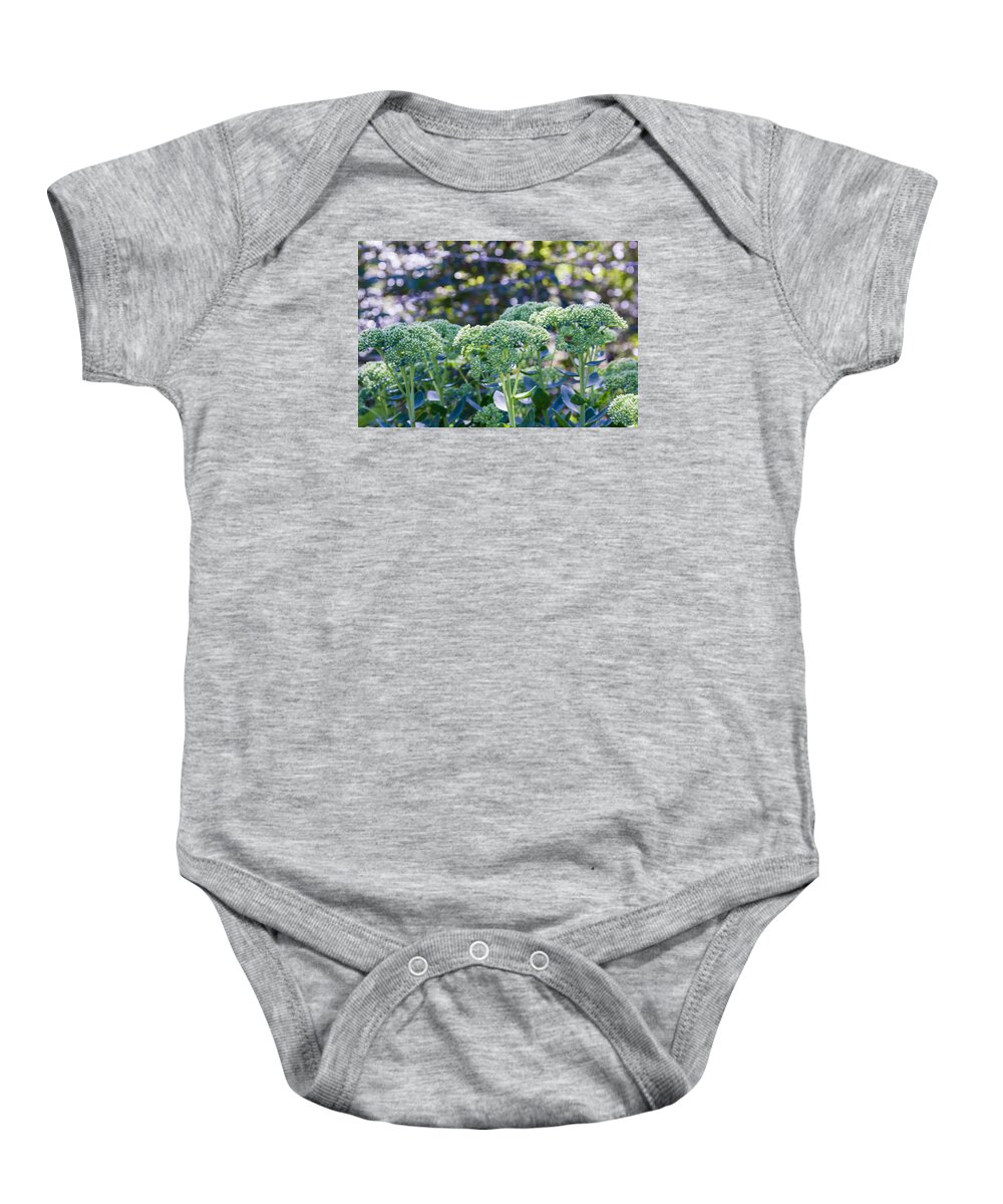 Bellingham Baby Onesie featuring the photograph The Sedum Forest by Judy Wright Lott