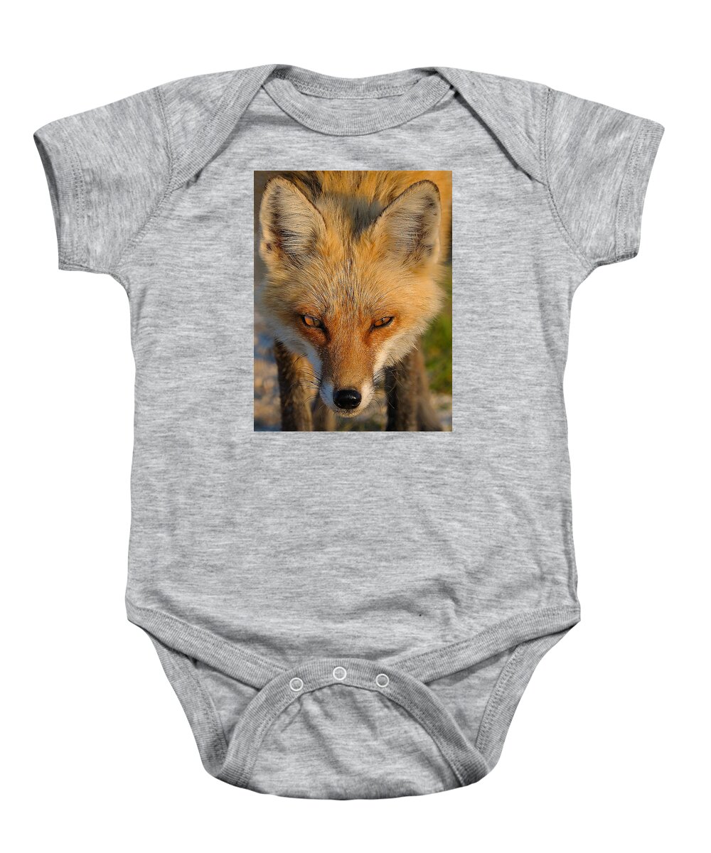 Fox Baby Onesie featuring the photograph Vixen by William Jobes