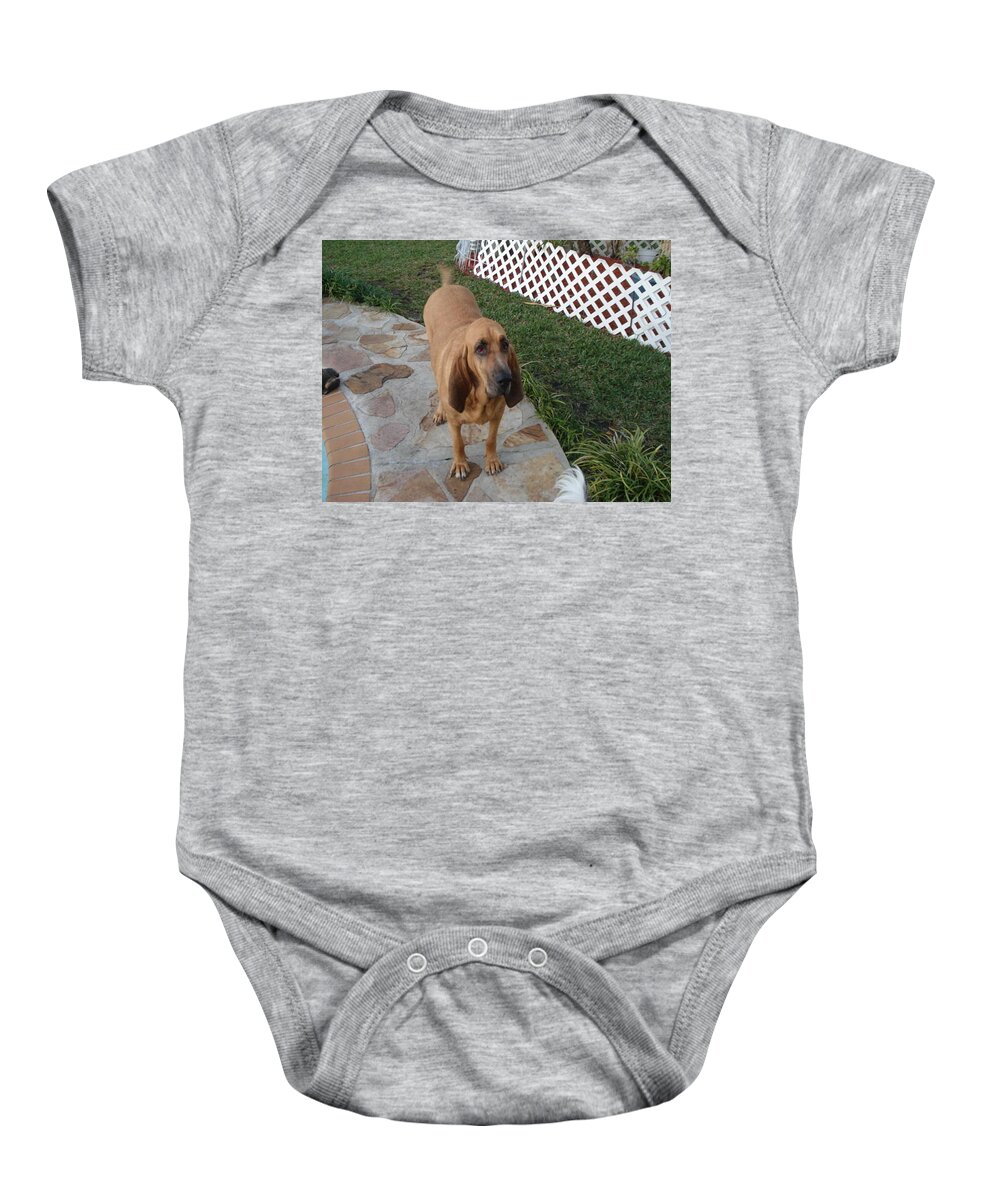 Bloodhound Baby Onesie featuring the photograph Waiting for dinner by Val Oconnor