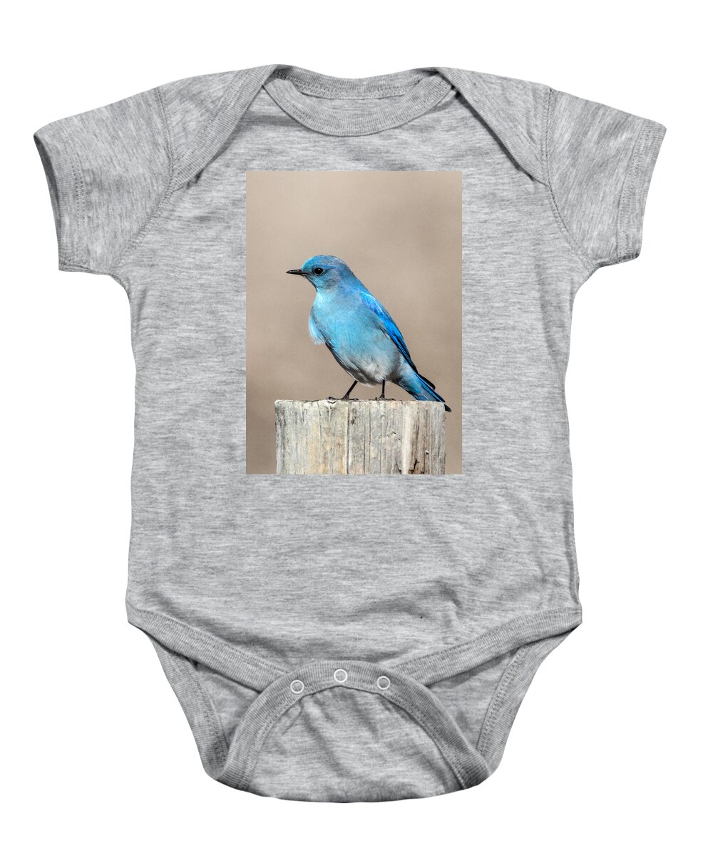 Birds Baby Onesie featuring the photograph Mountain Bluebird by Dawn Key