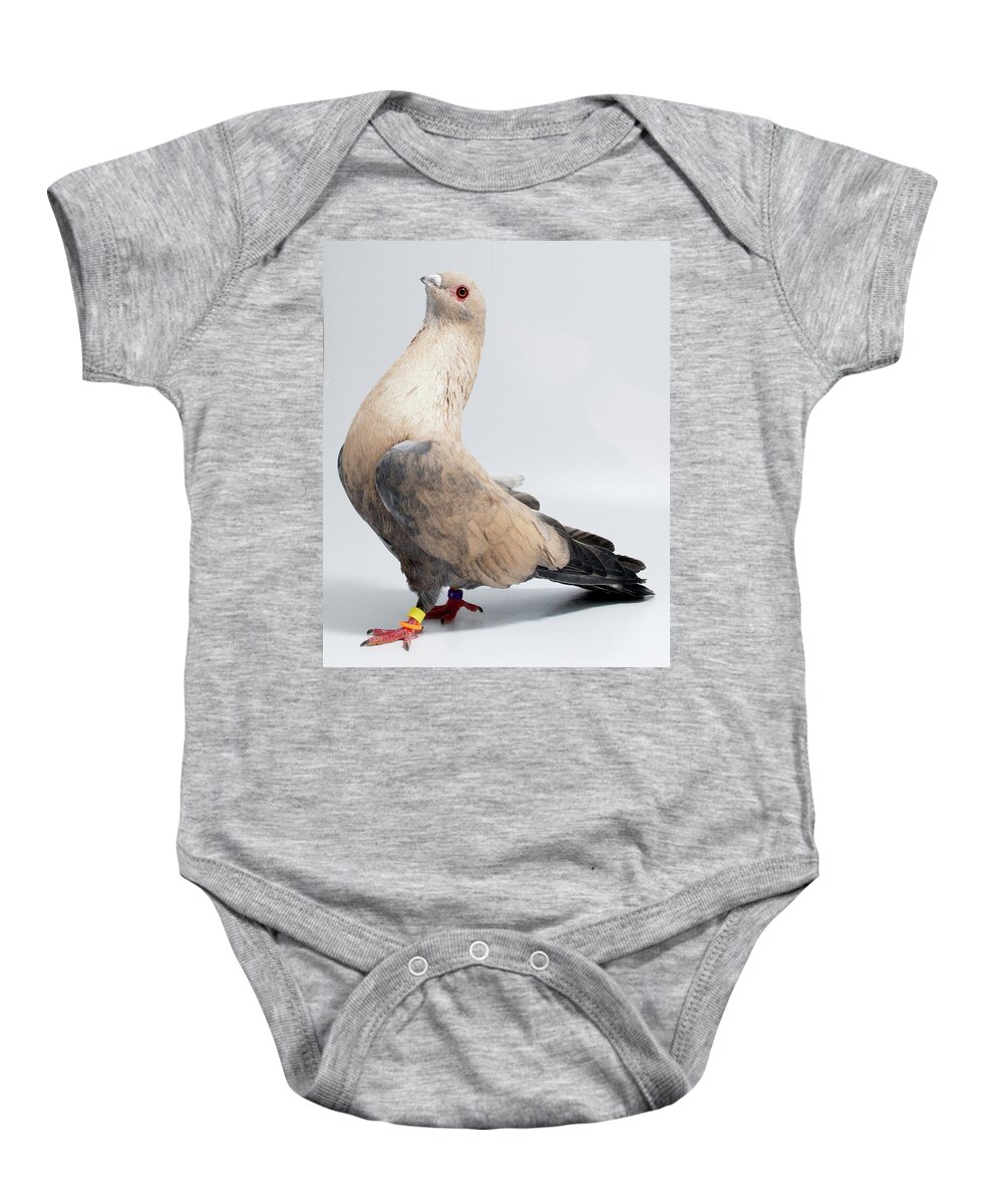 Bird Baby Onesie featuring the photograph Egyptian Swift Gkwgangy by Nathan Abbott